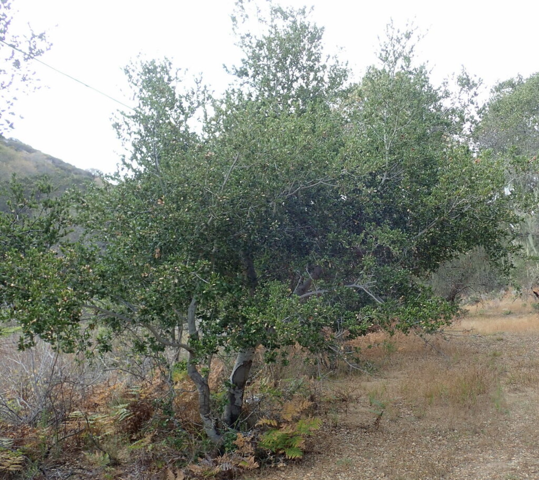 Coast Live Oak — photo 8