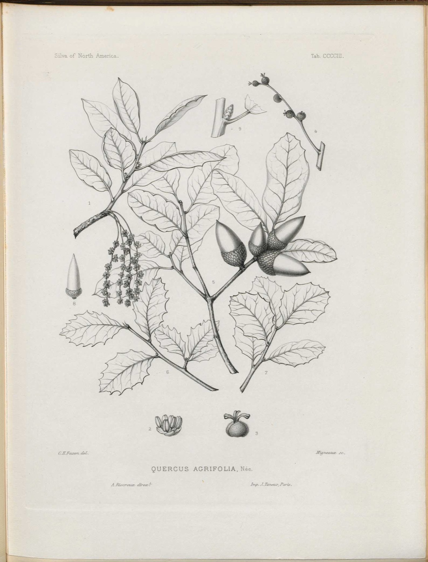 Coast Live Oak — photo 10