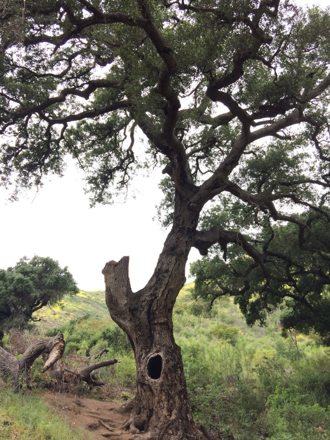 Coast Live Oak — photo 11