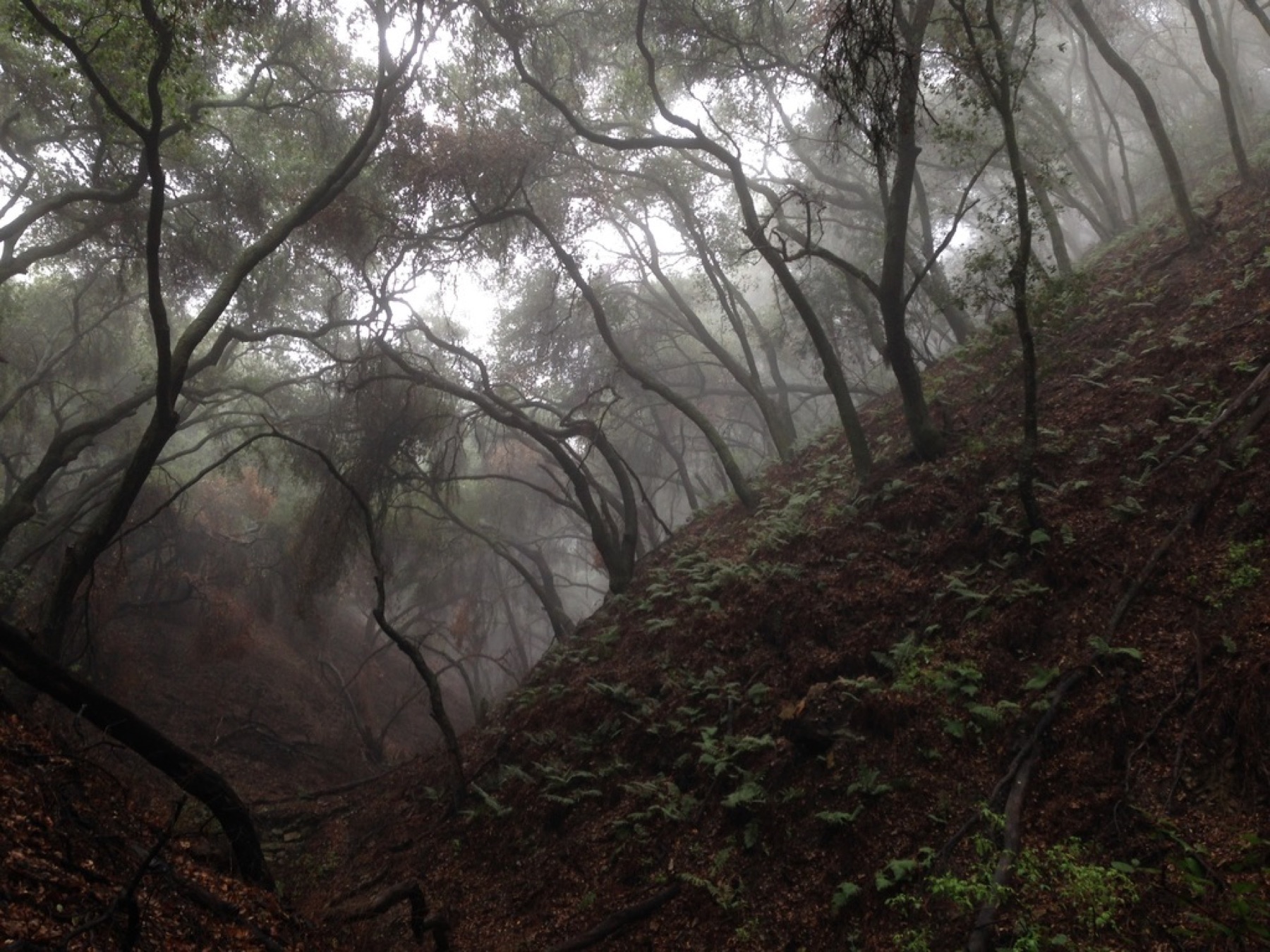 Coast Live Oak — photo 12