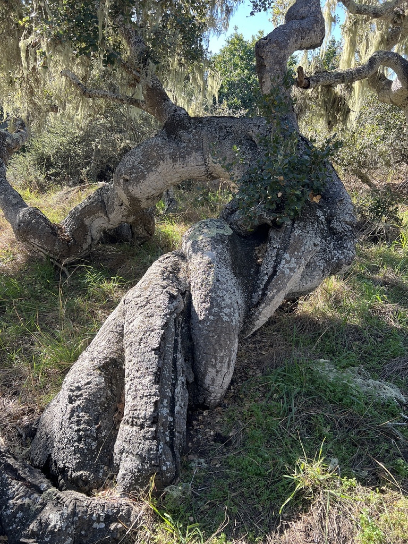 Coast Live Oak — photo 13
