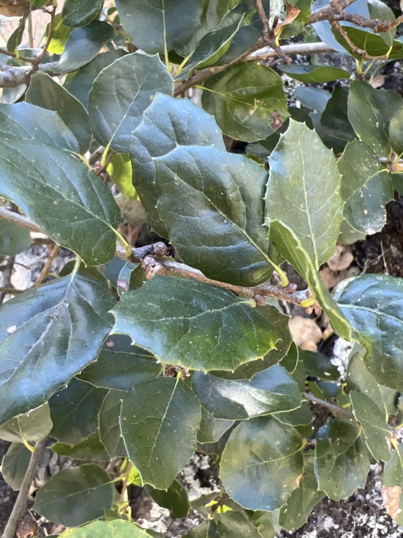 Coast Live Oak — photo 14