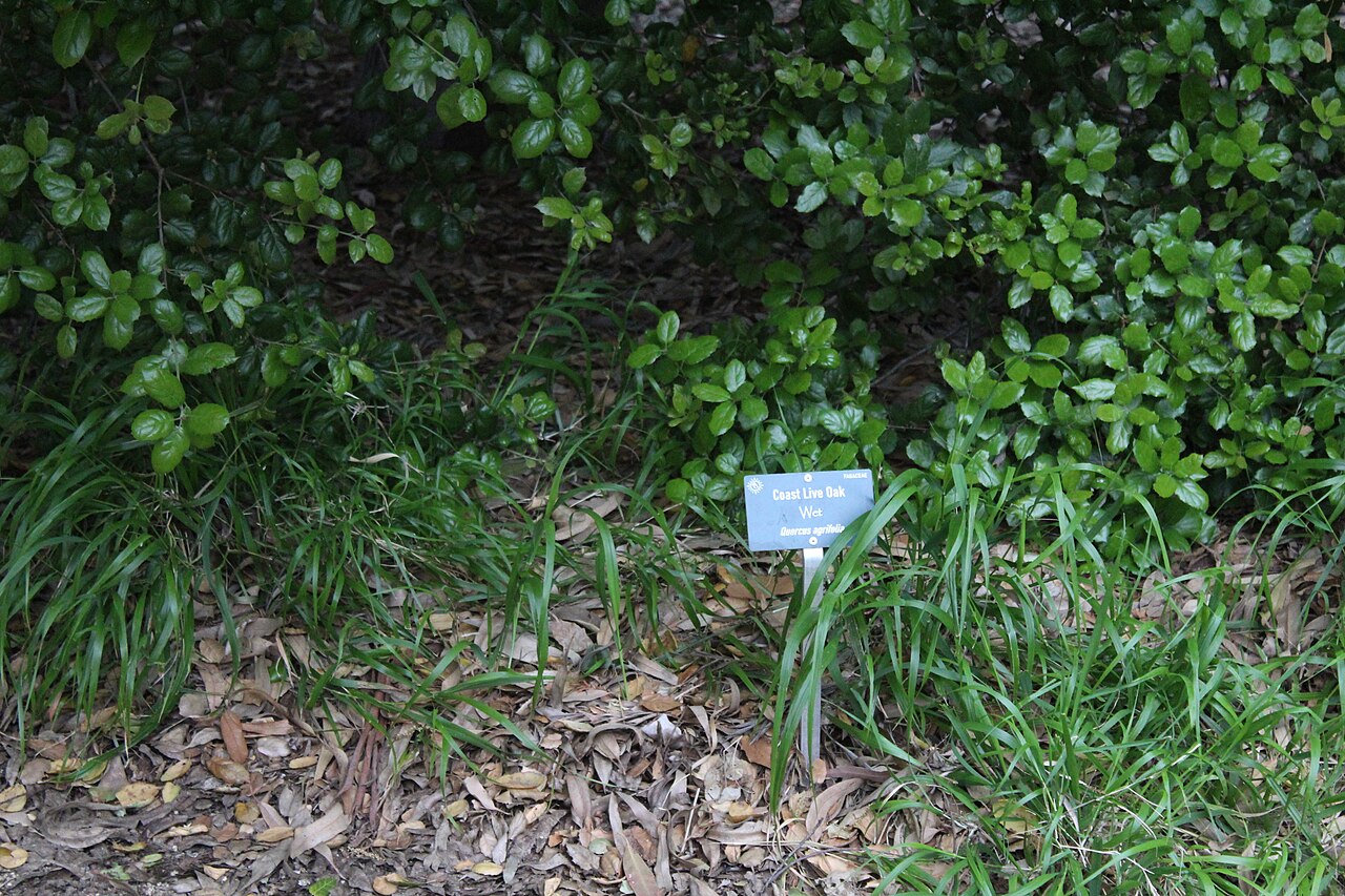 Coast Live Oak — photo 24