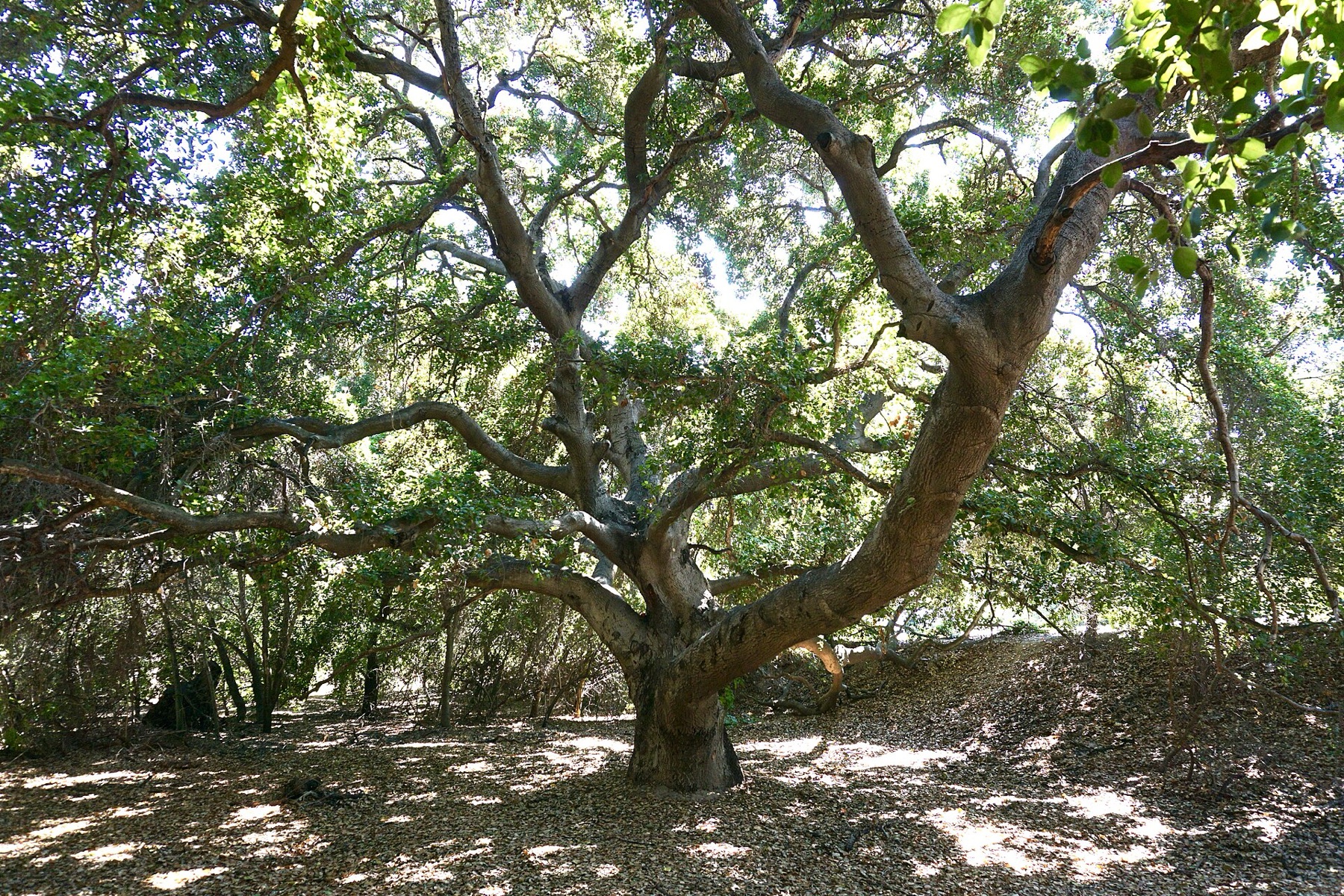 Coast Live Oak — photo 16