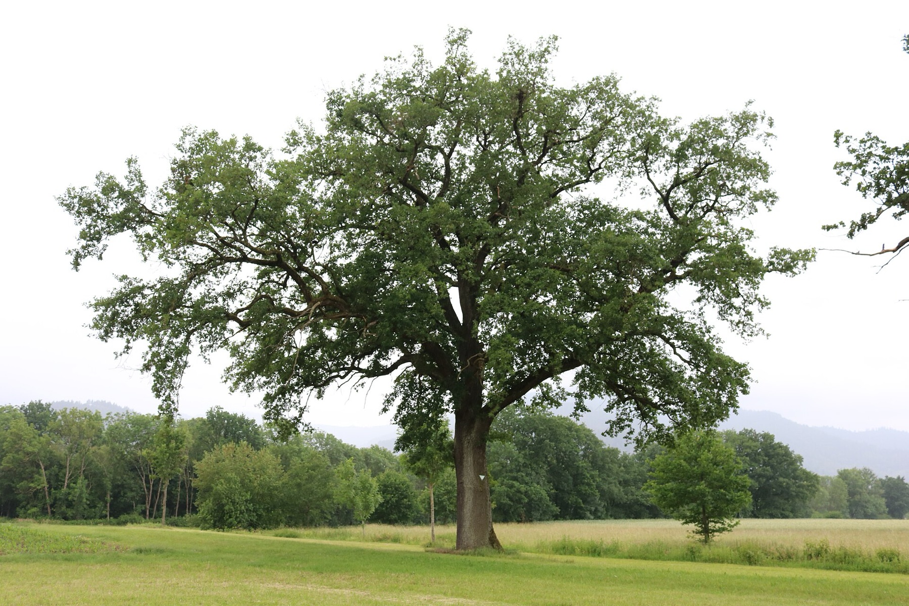 Coast Live Oak — photo 17
