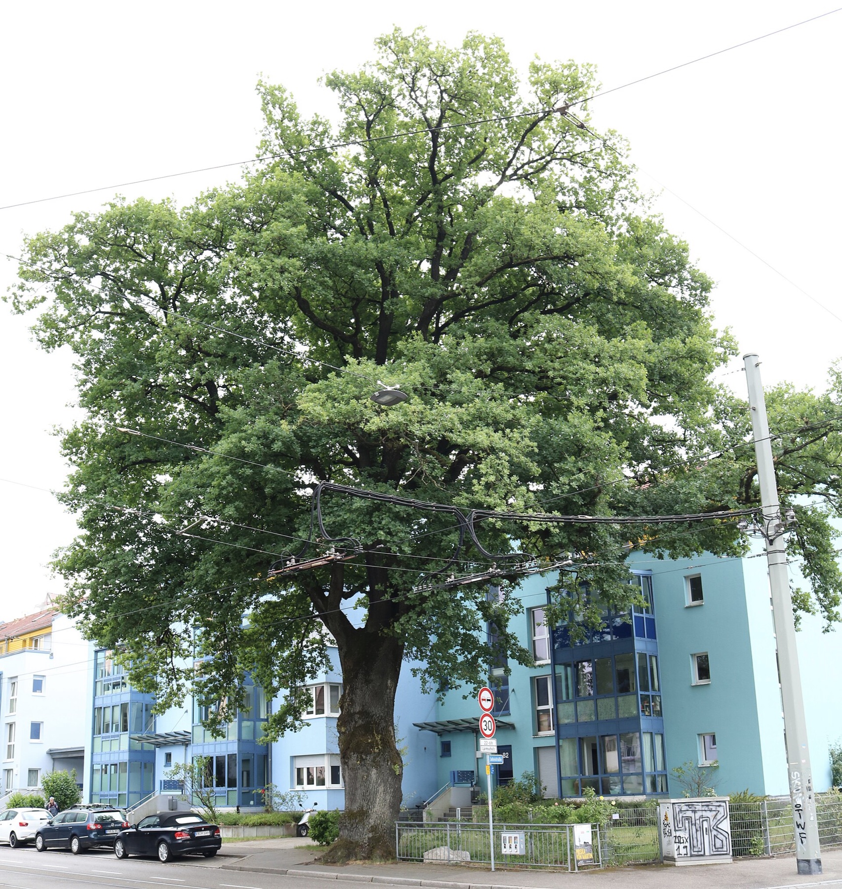 Coast Live Oak — photo 18