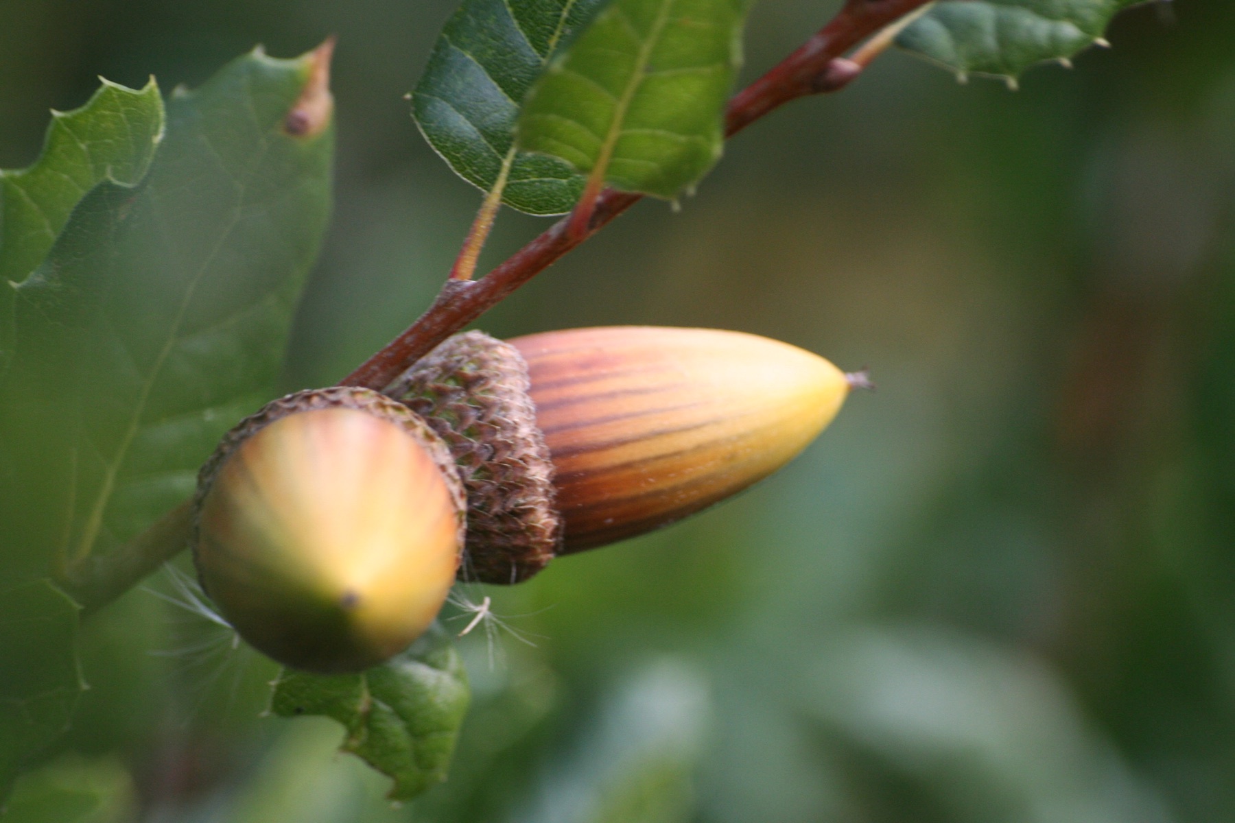 Coast Live Oak — photo 19