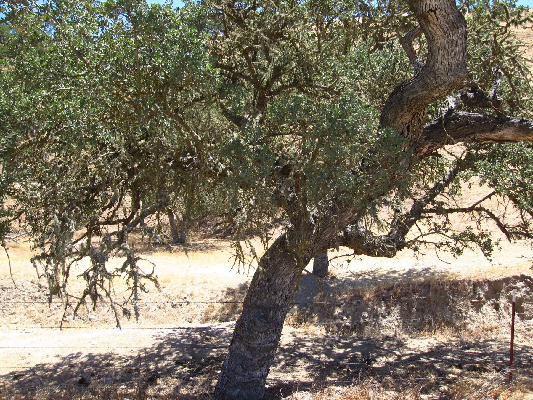 Coast Live Oak — photo 20