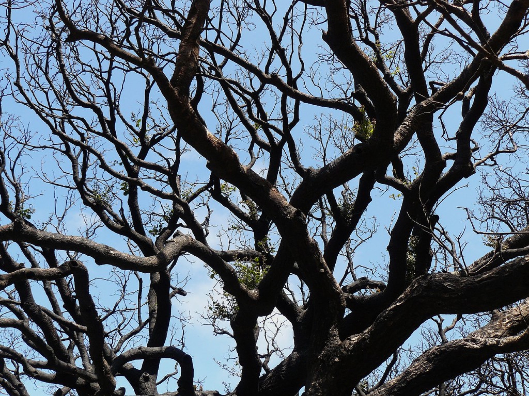 Coast Live Oak — photo 21