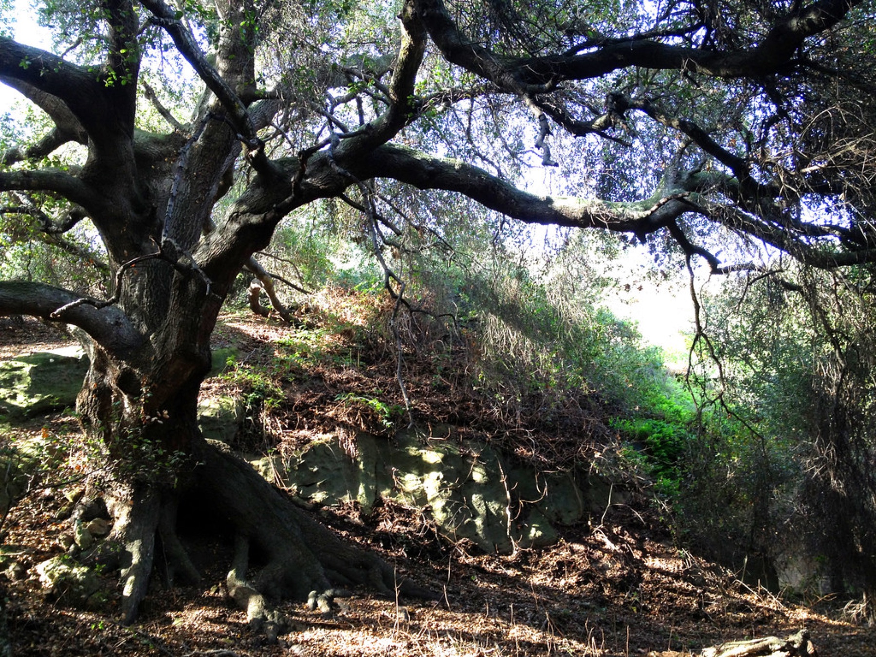 Coast Live Oak — photo 22