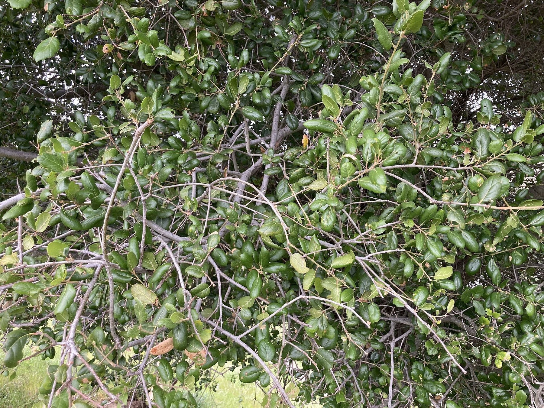 Coast Live Oak — photo 2