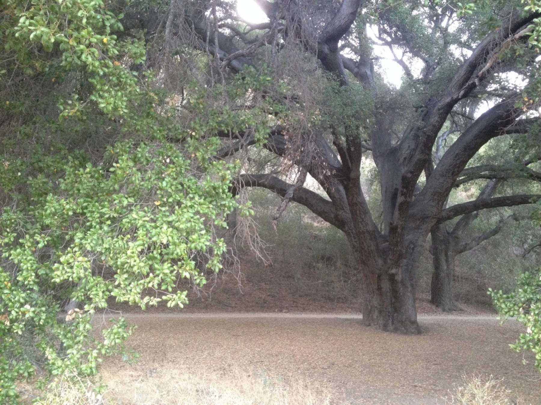Coast Live Oak — photo 4