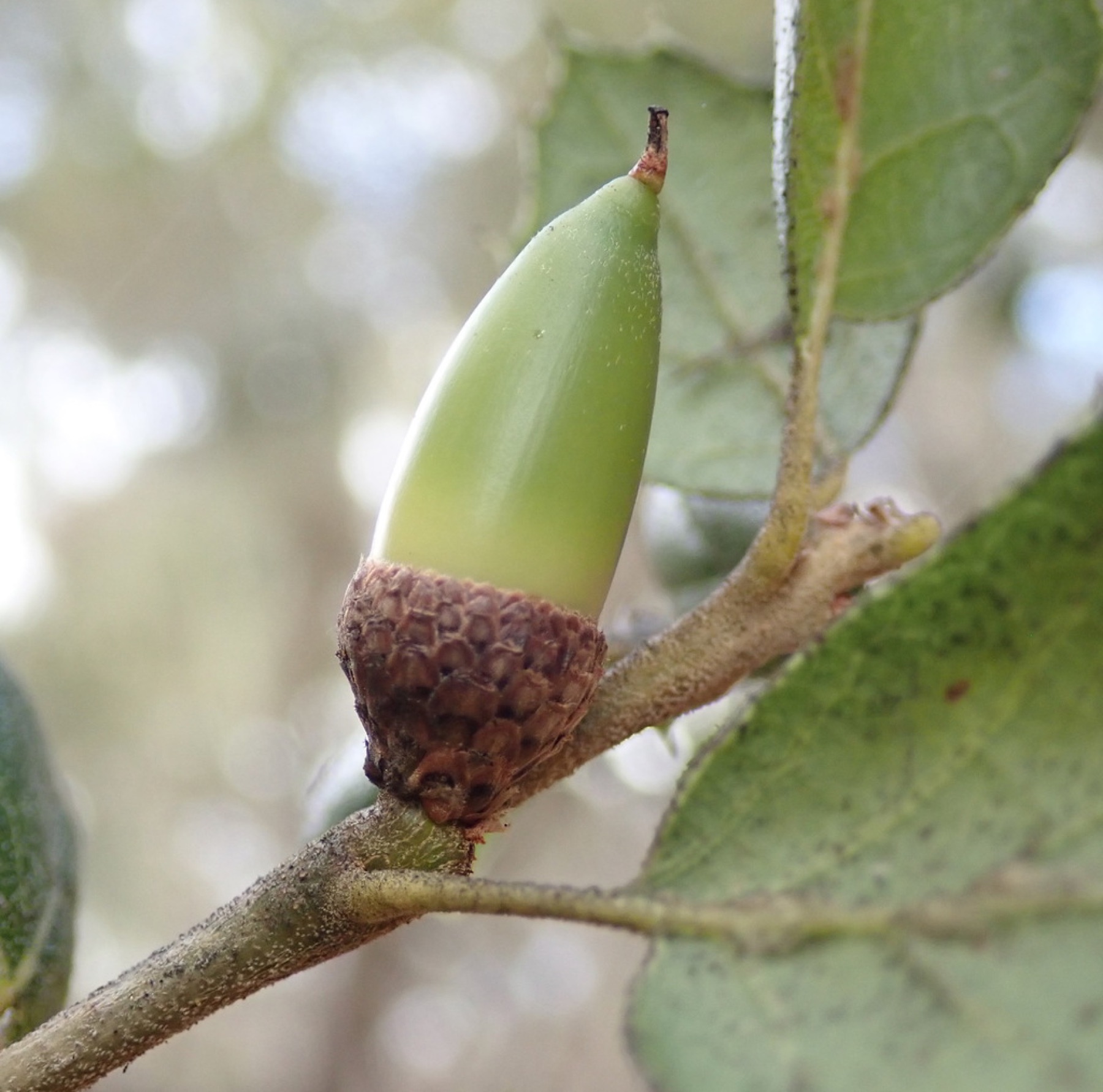 Coast Live Oak — photo 5