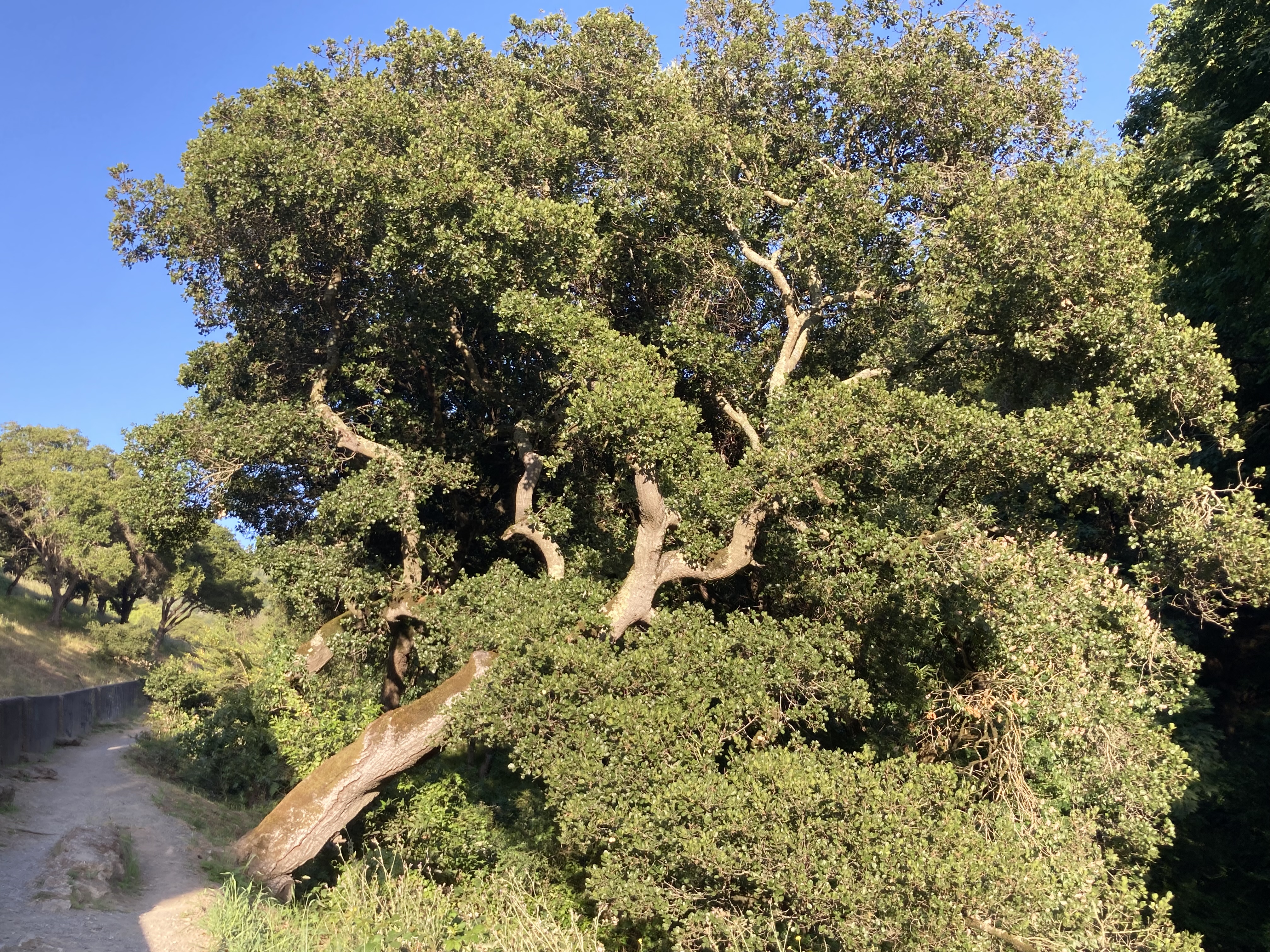 Coast Live Oak — photo 23