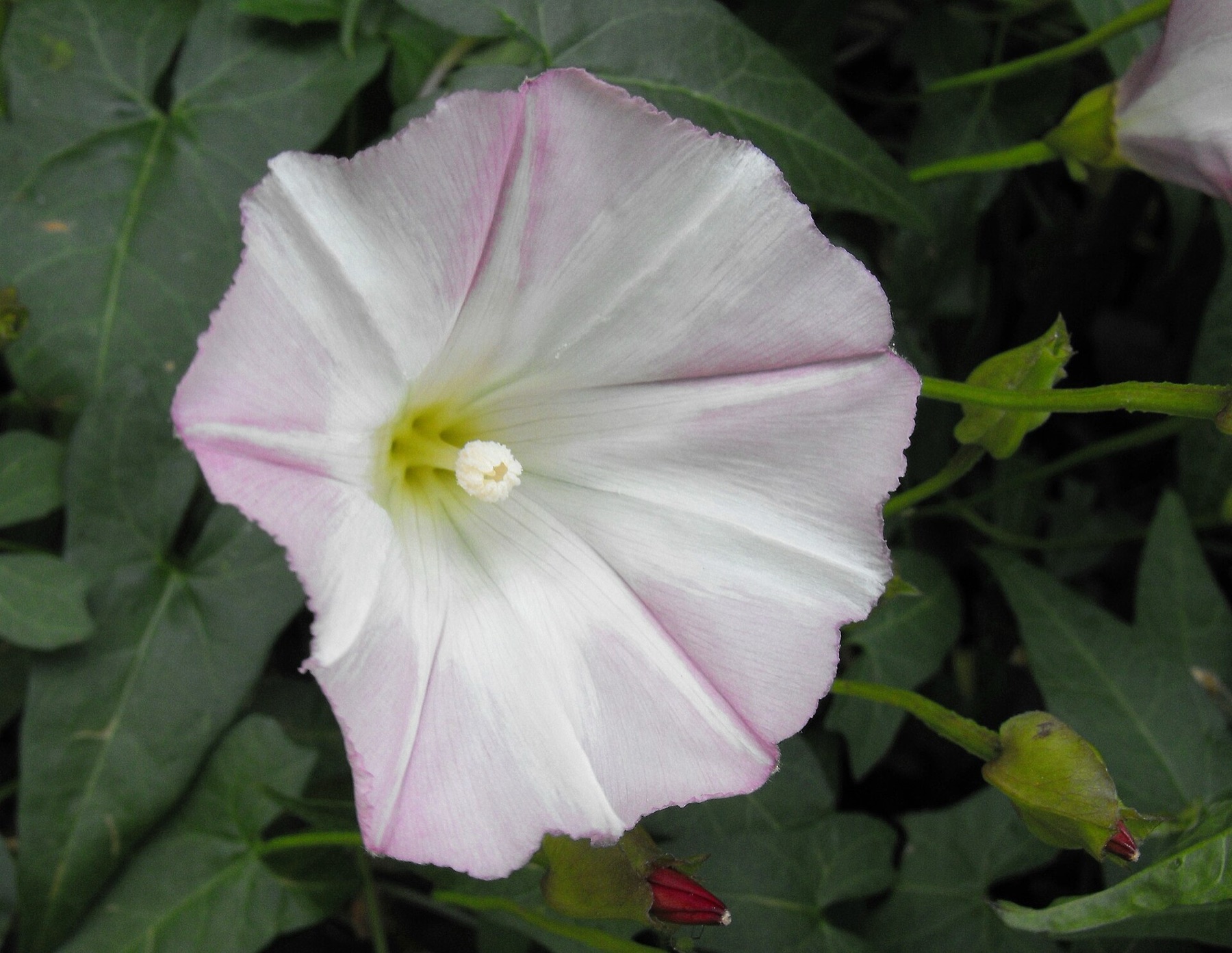 Coast Morning Glory — photo 6
