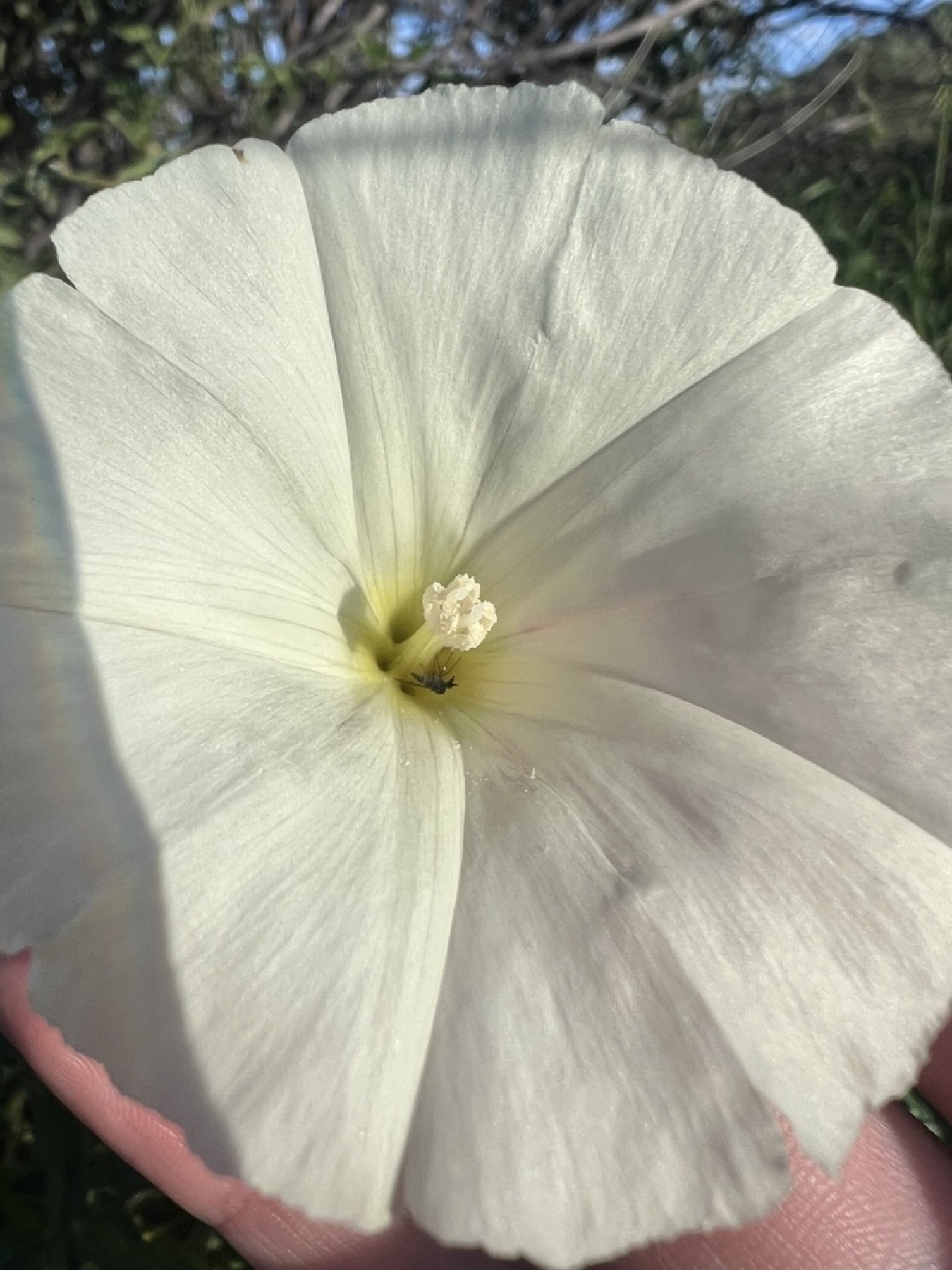 Coast Morning Glory — photo 7