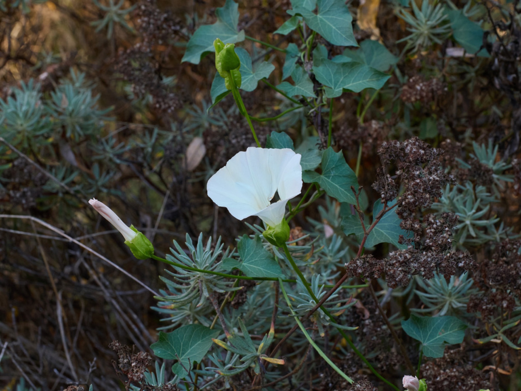 Coast Morning Glory — photo 8