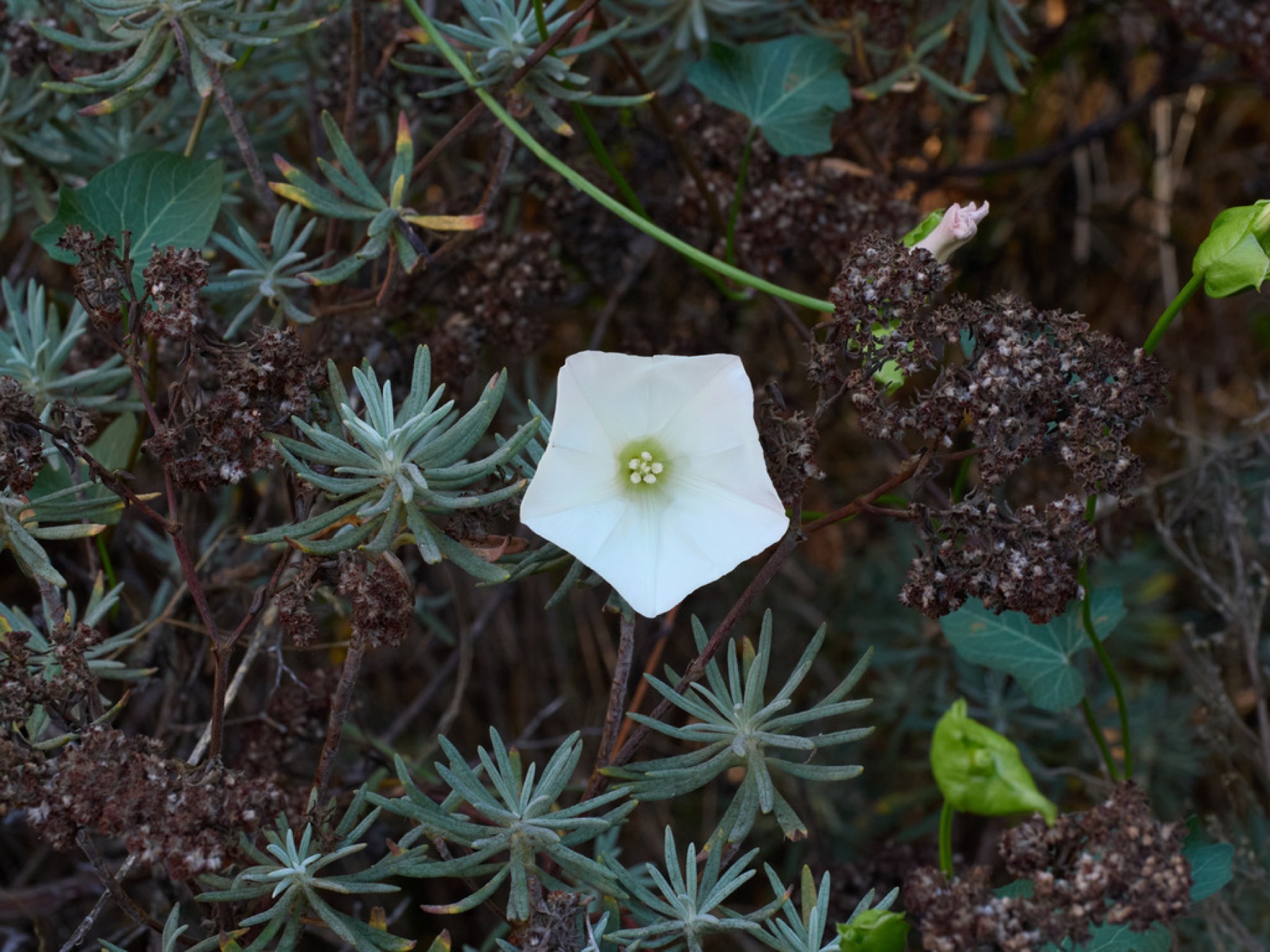 Coast Morning Glory — photo 9