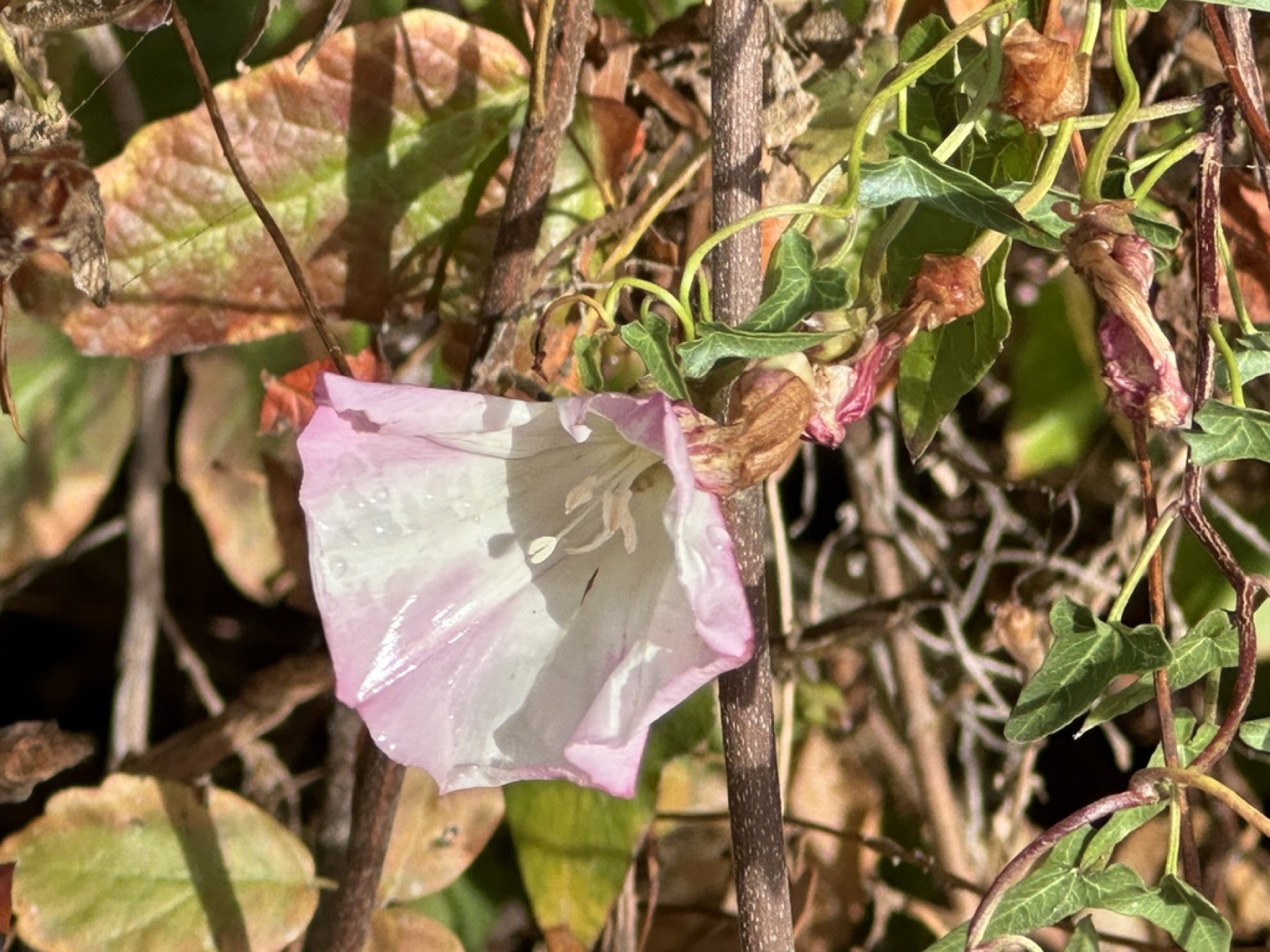 Coast Morning Glory — photo 10