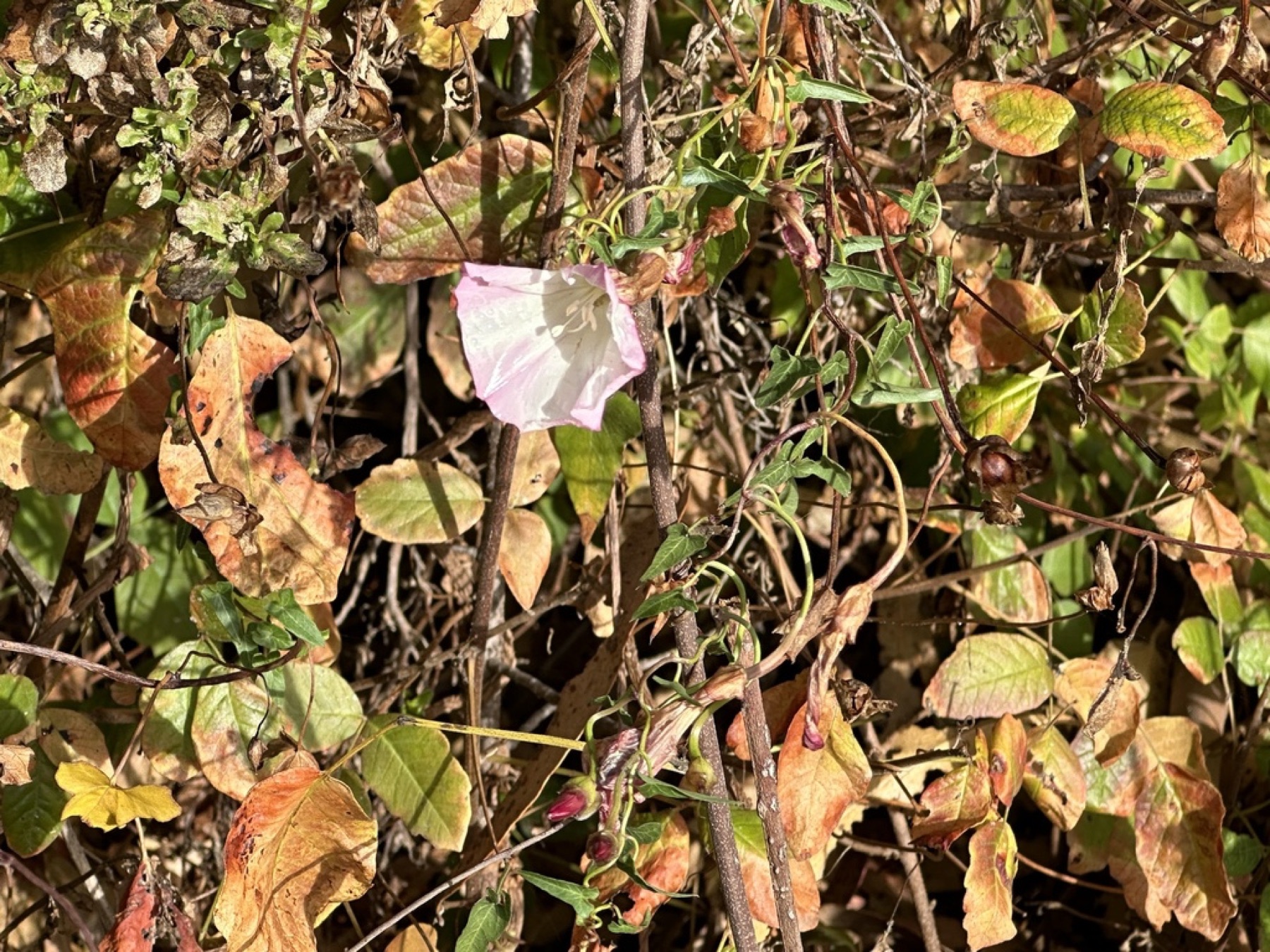 Coast Morning Glory — photo 11