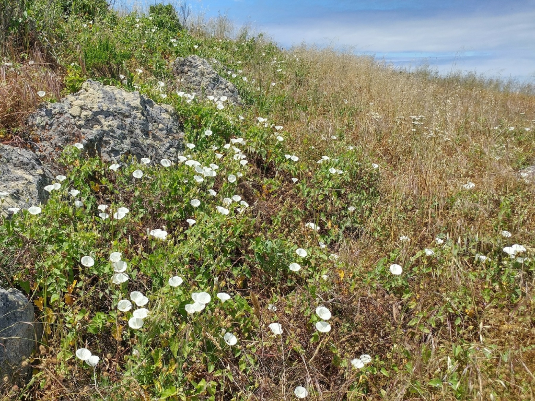 Coast Morning Glory — photo 12