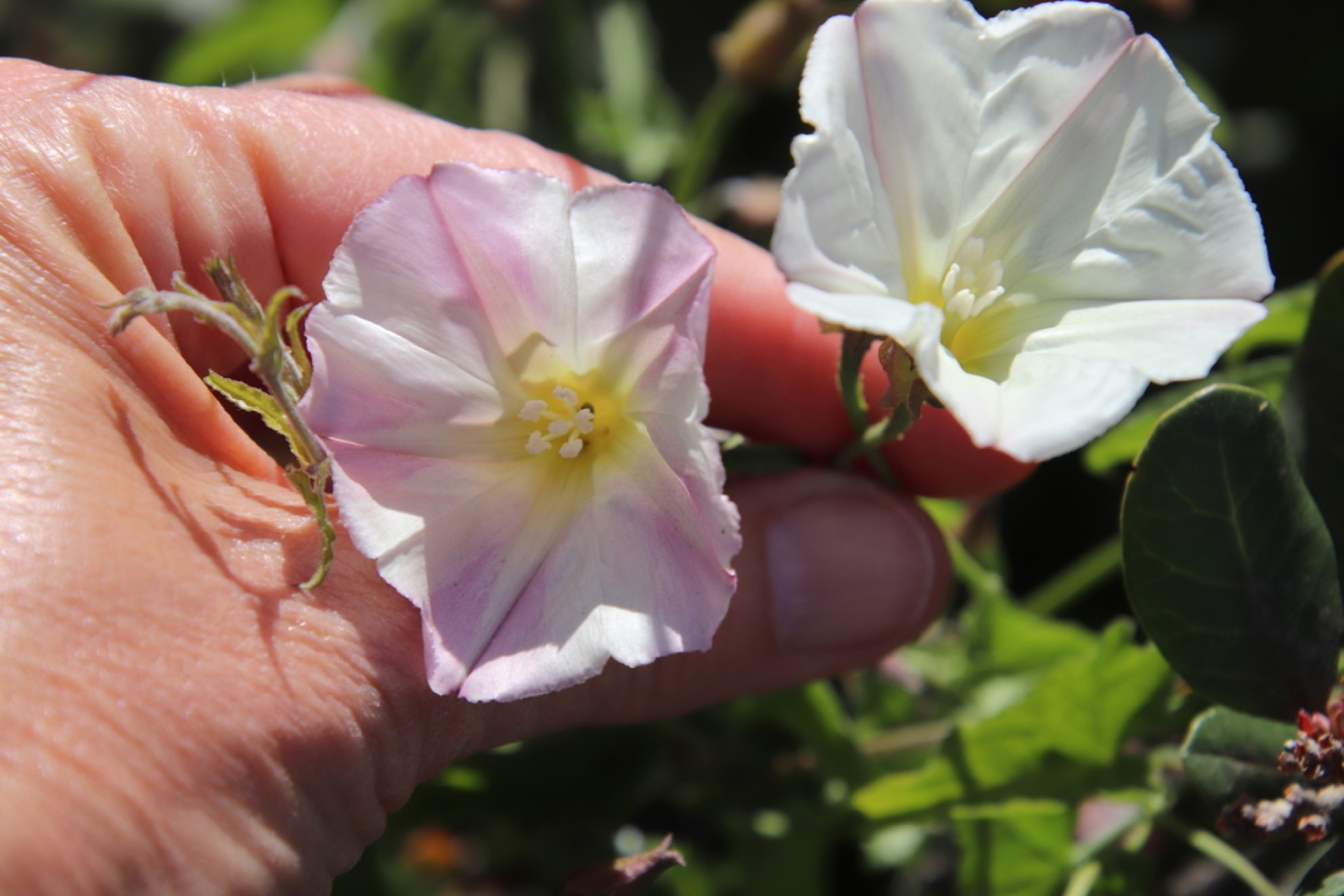 Coast Morning Glory — photo 13