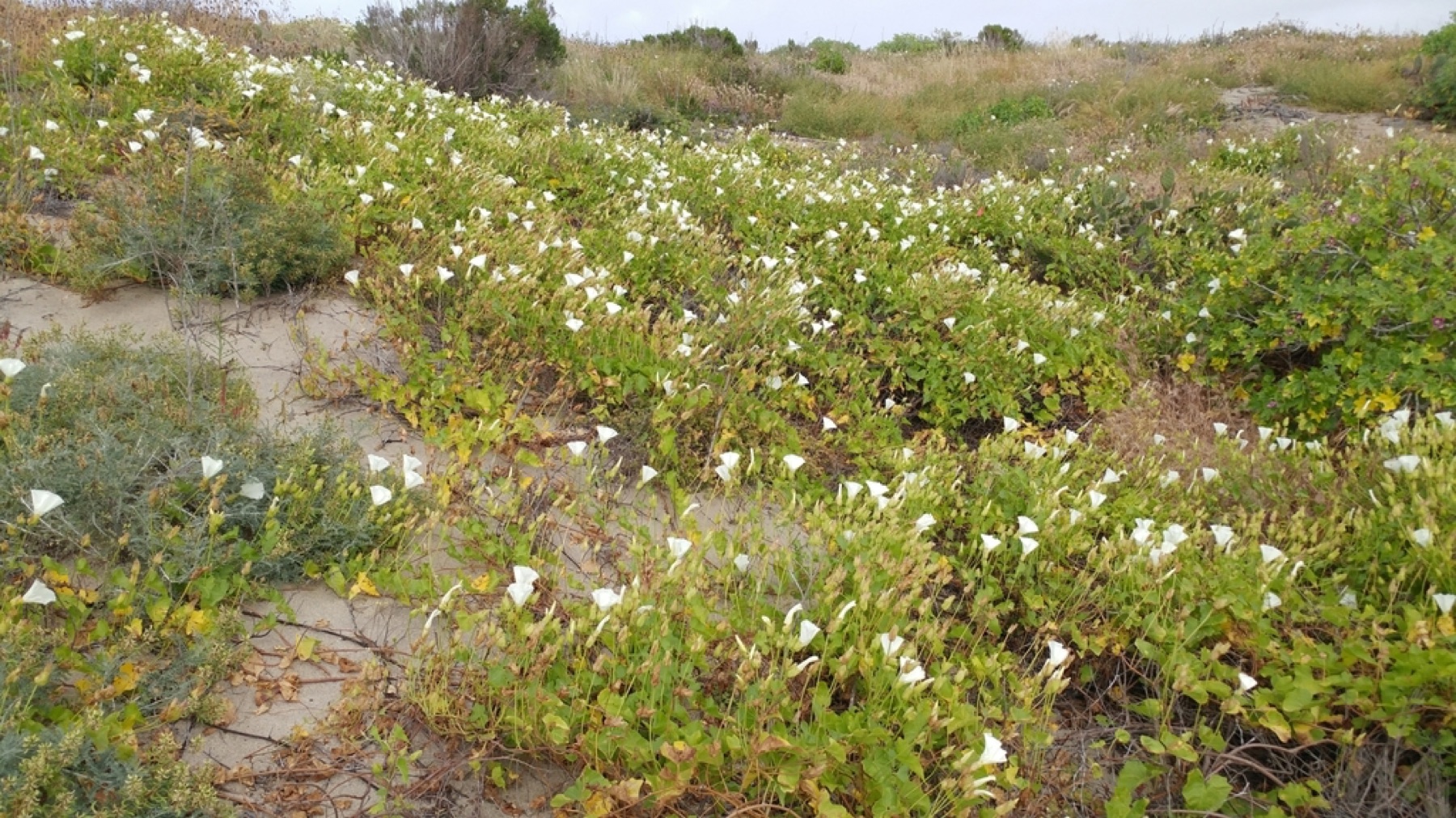 Coast Morning Glory — photo 15