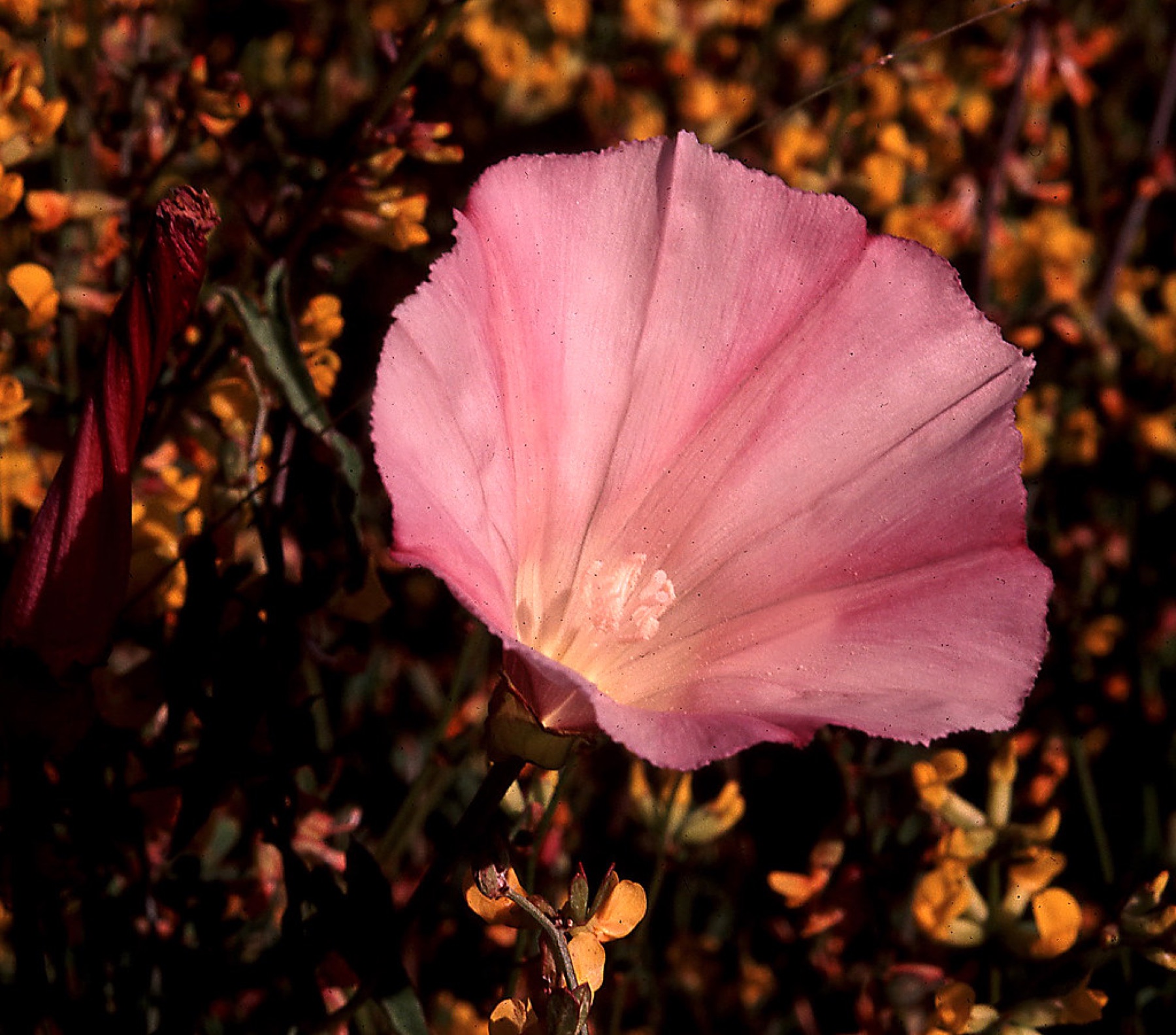 Coast Morning Glory — photo 16