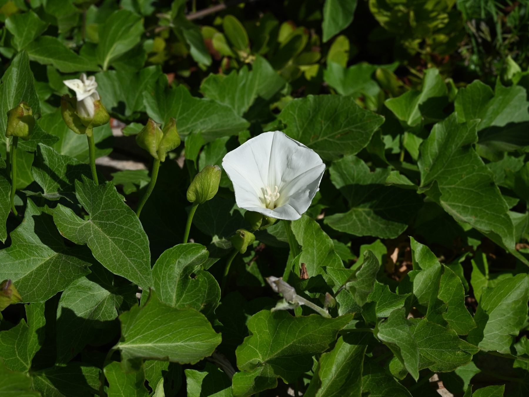 Coast Morning Glory — photo 18
