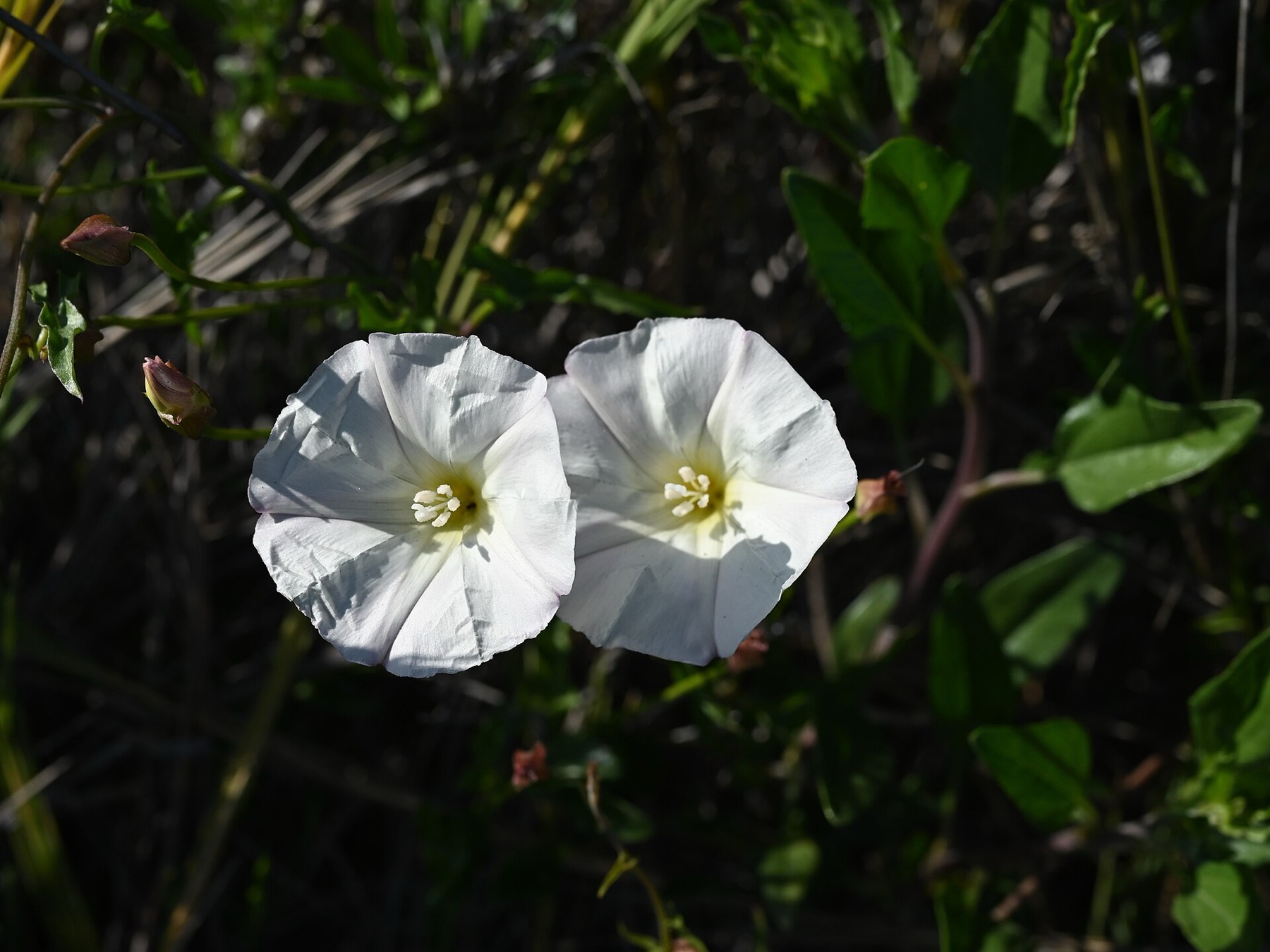 Coast Morning Glory — photo 19