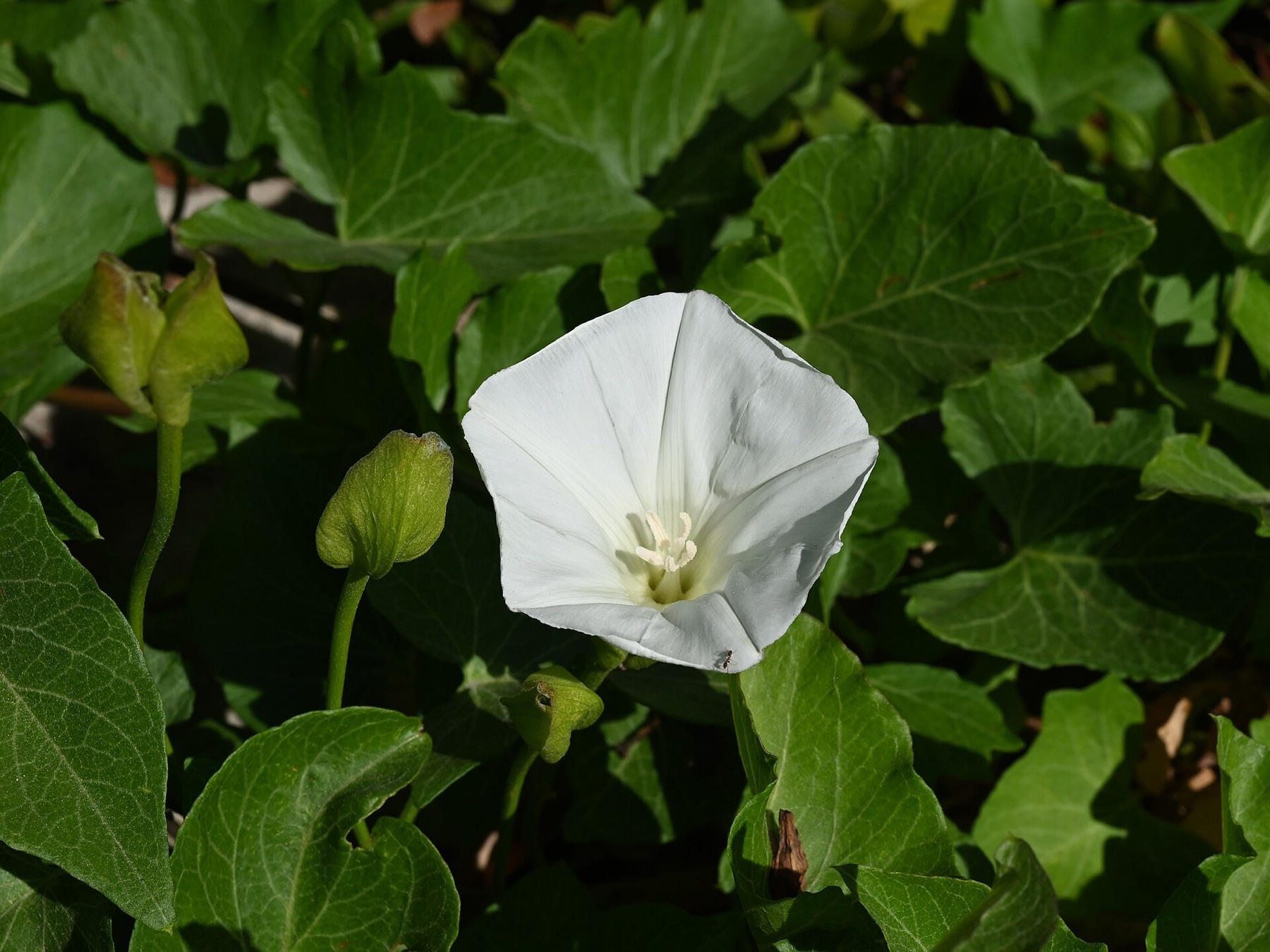 Coast Morning Glory — photo 20