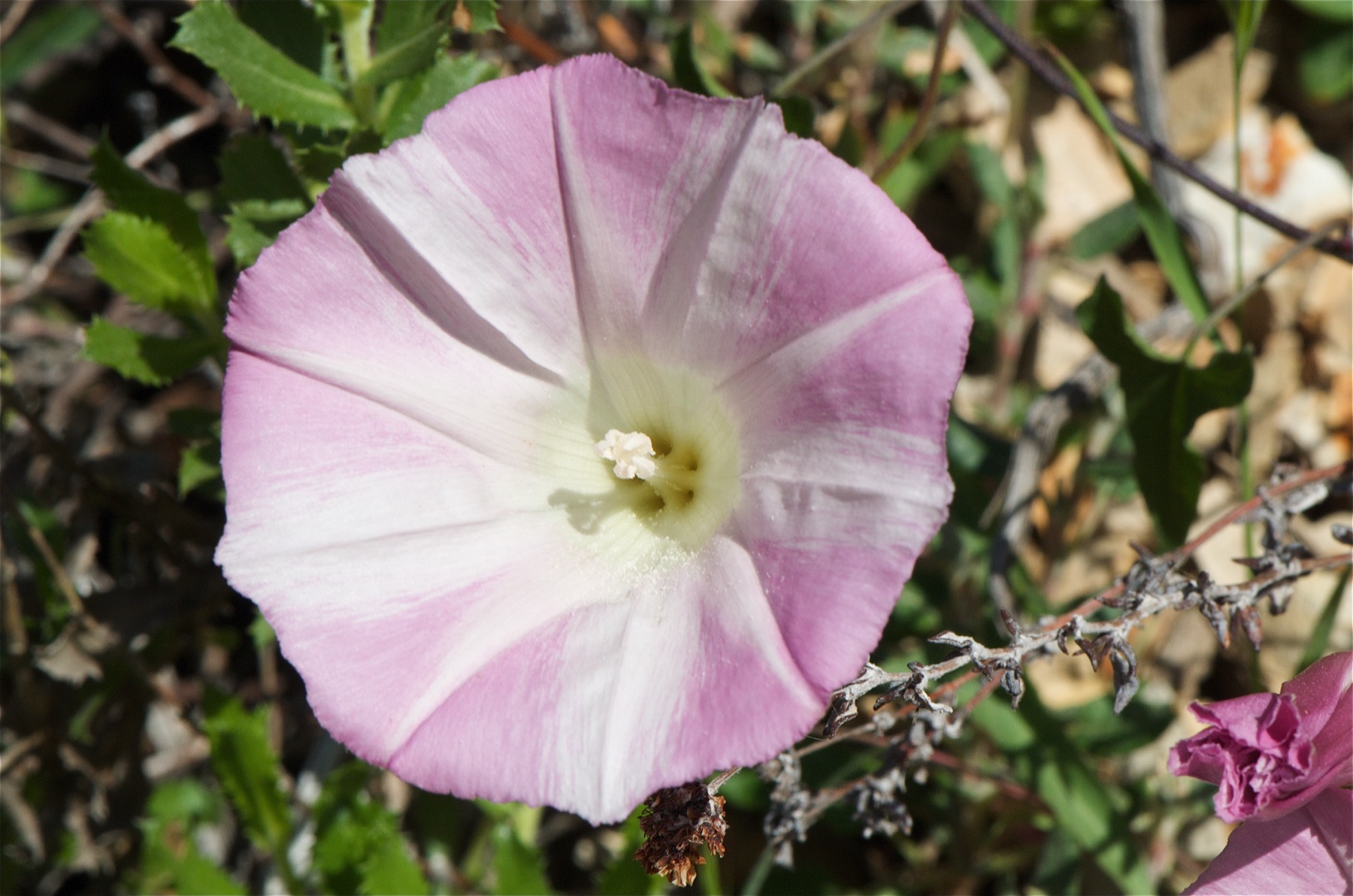 Coast Morning Glory — photo 21