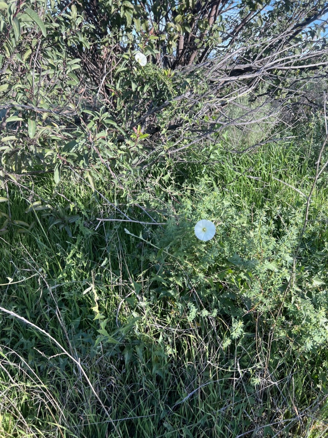 Coast Morning Glory — photo 2