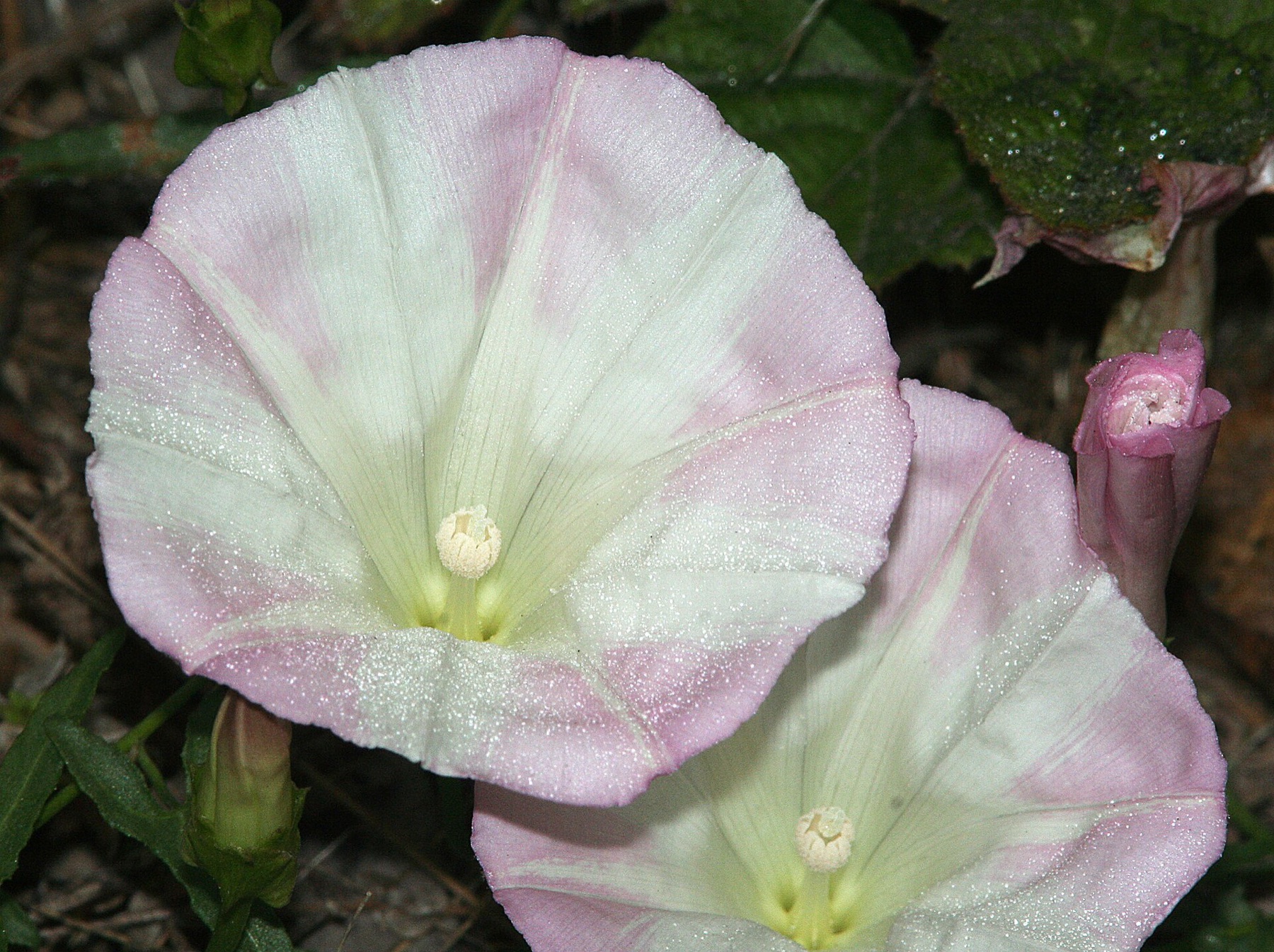 Coast Morning Glory — photo 3
