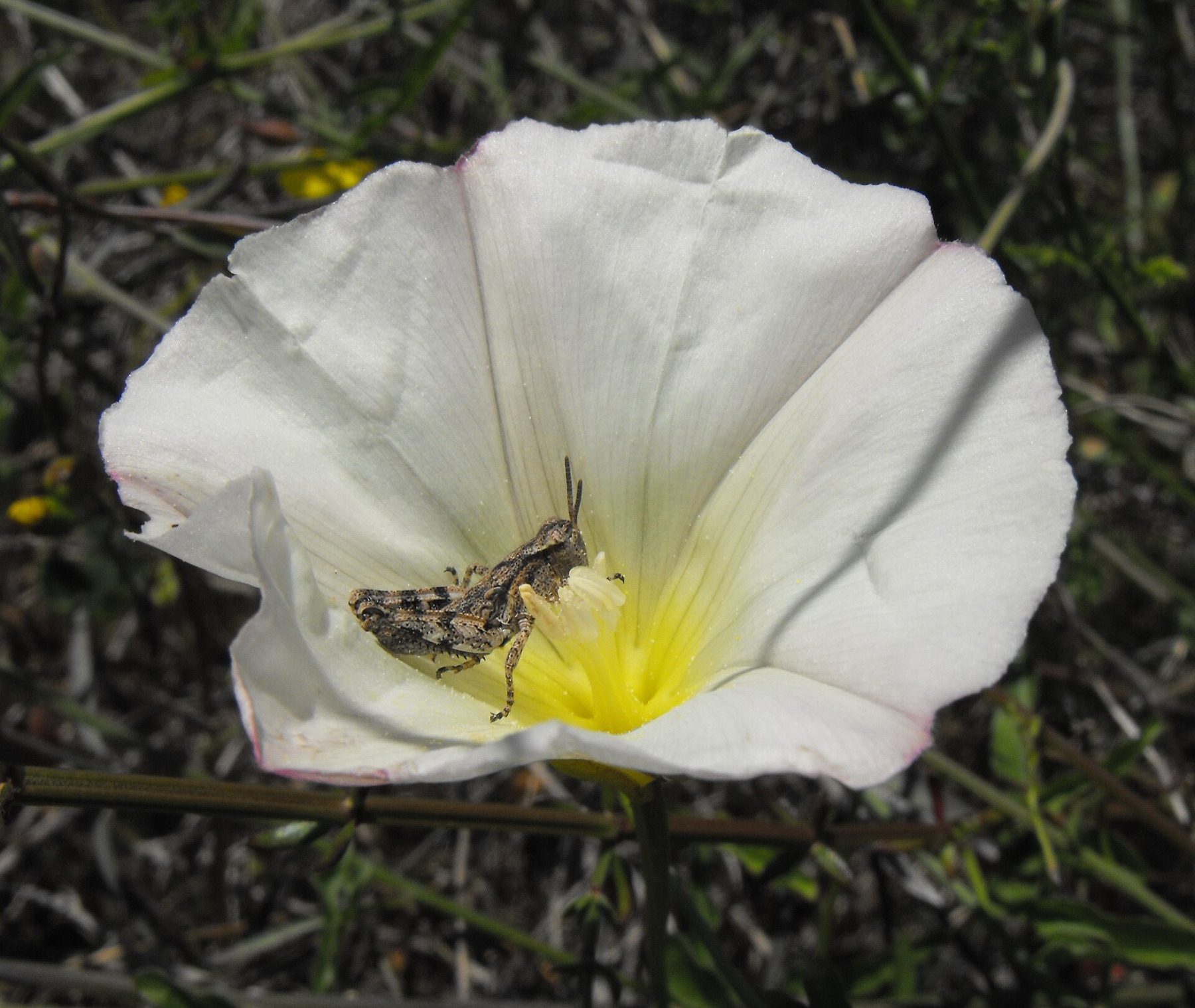 Coast Morning Glory — photo 4