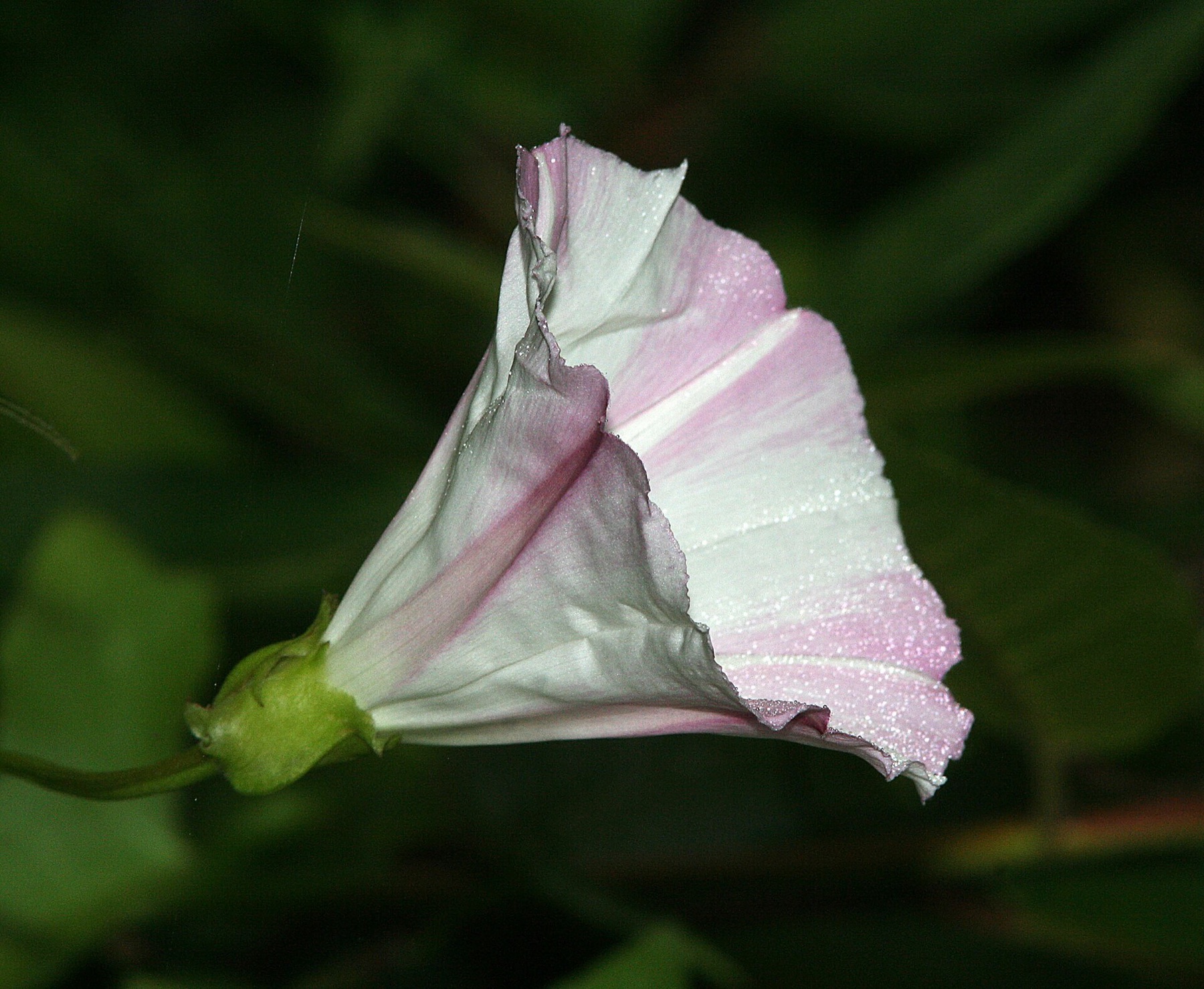 Coast Morning Glory — photo 5