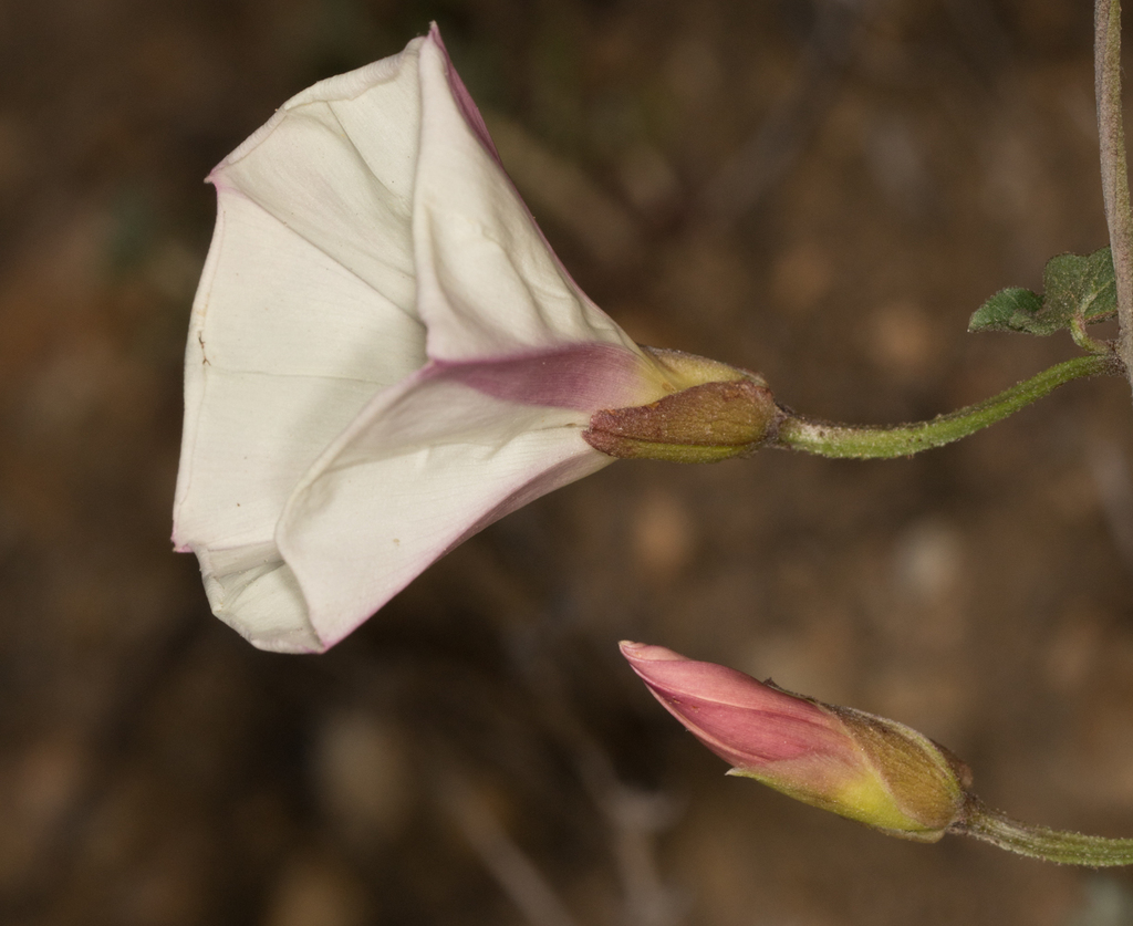 Coast Morning Glory — photo 22