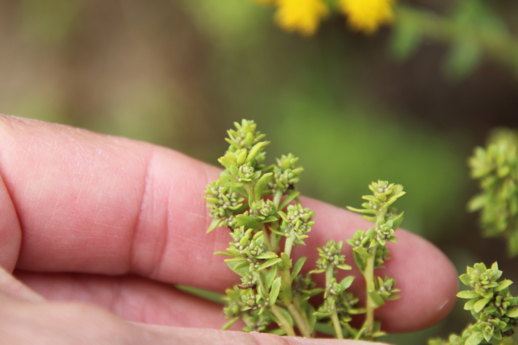 Coastal Goldenbush — photo 7