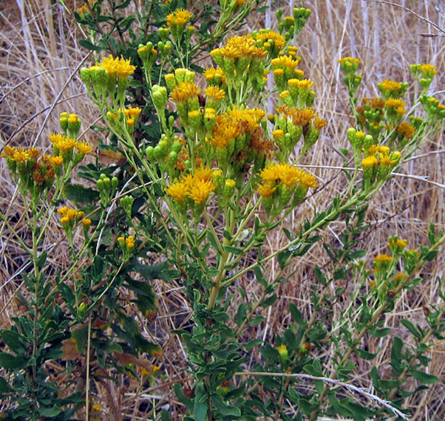 Coastal Goldenbush — photo 8