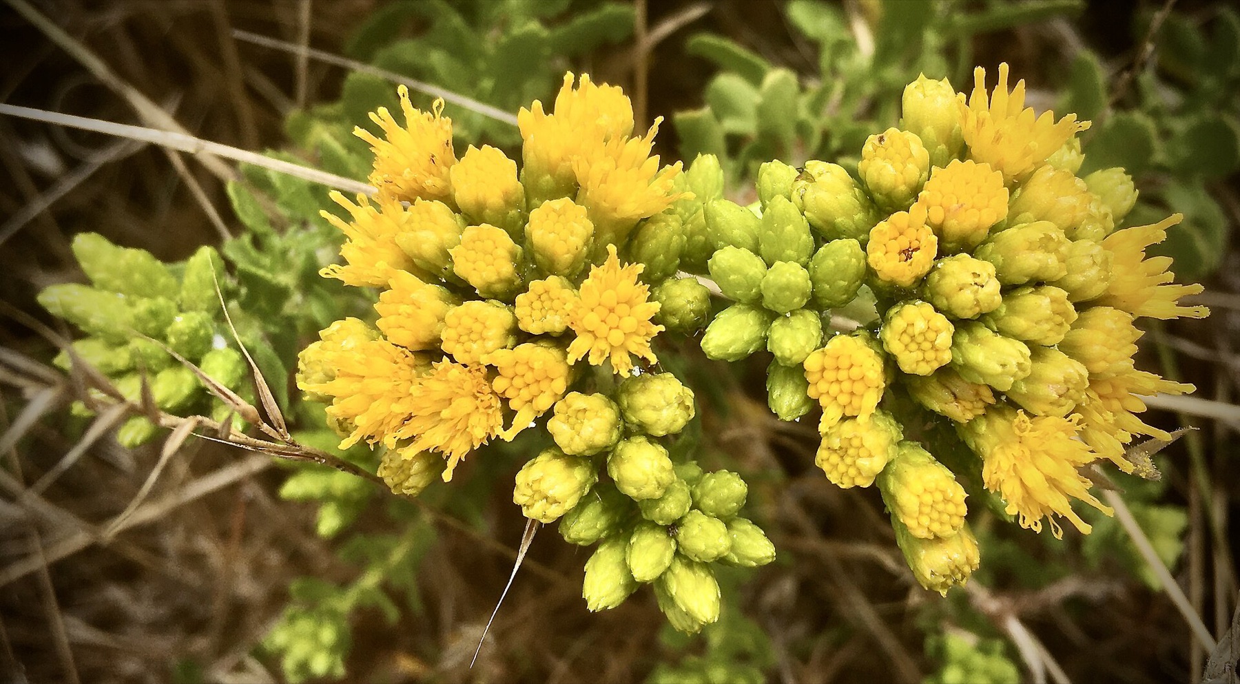 Coastal Goldenbush — photo 9