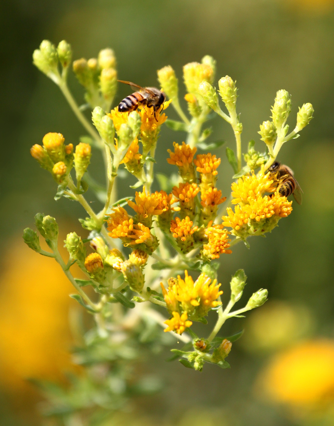 Coastal Goldenbush — photo 10