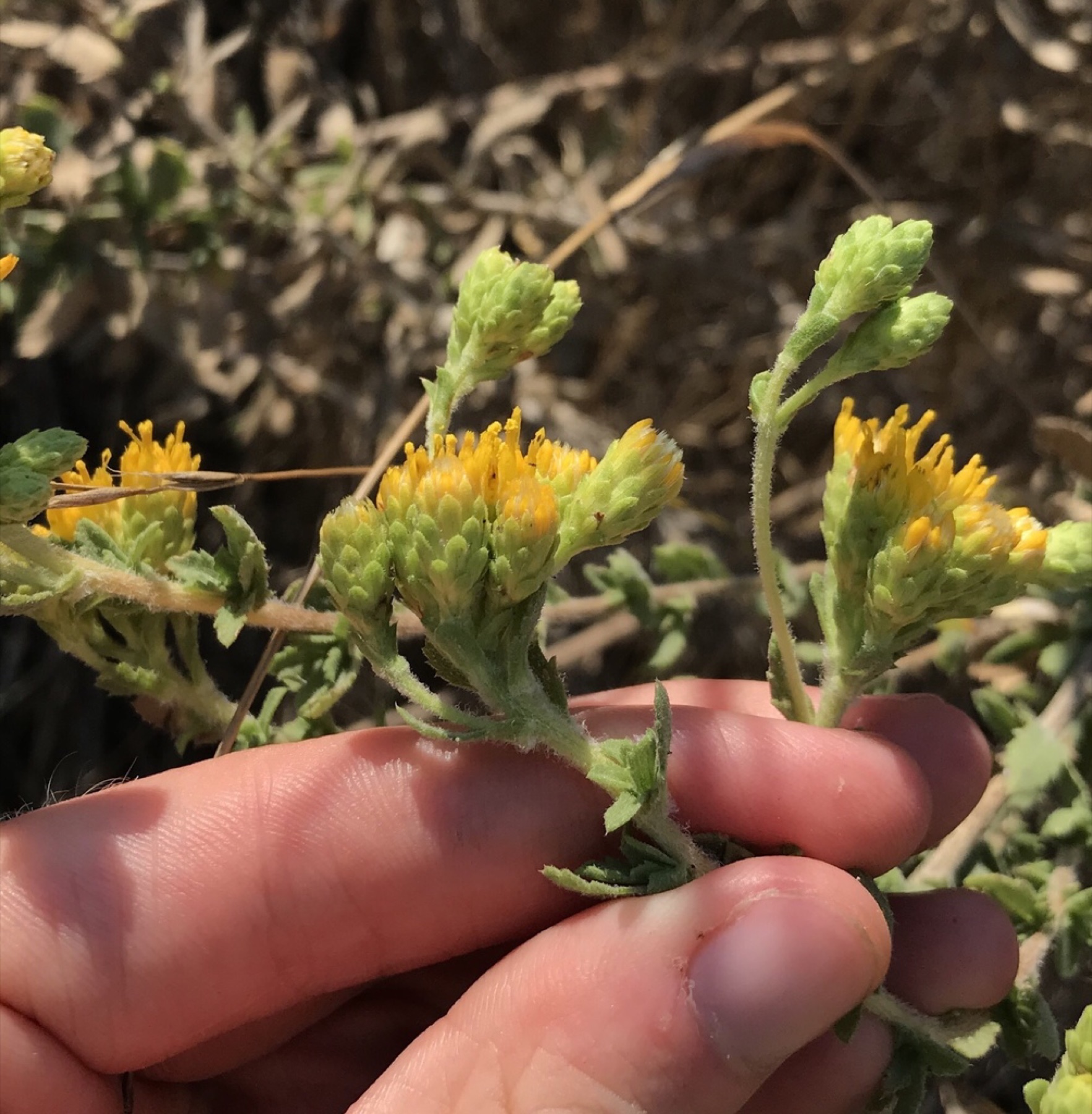 Coastal Goldenbush — photo 11