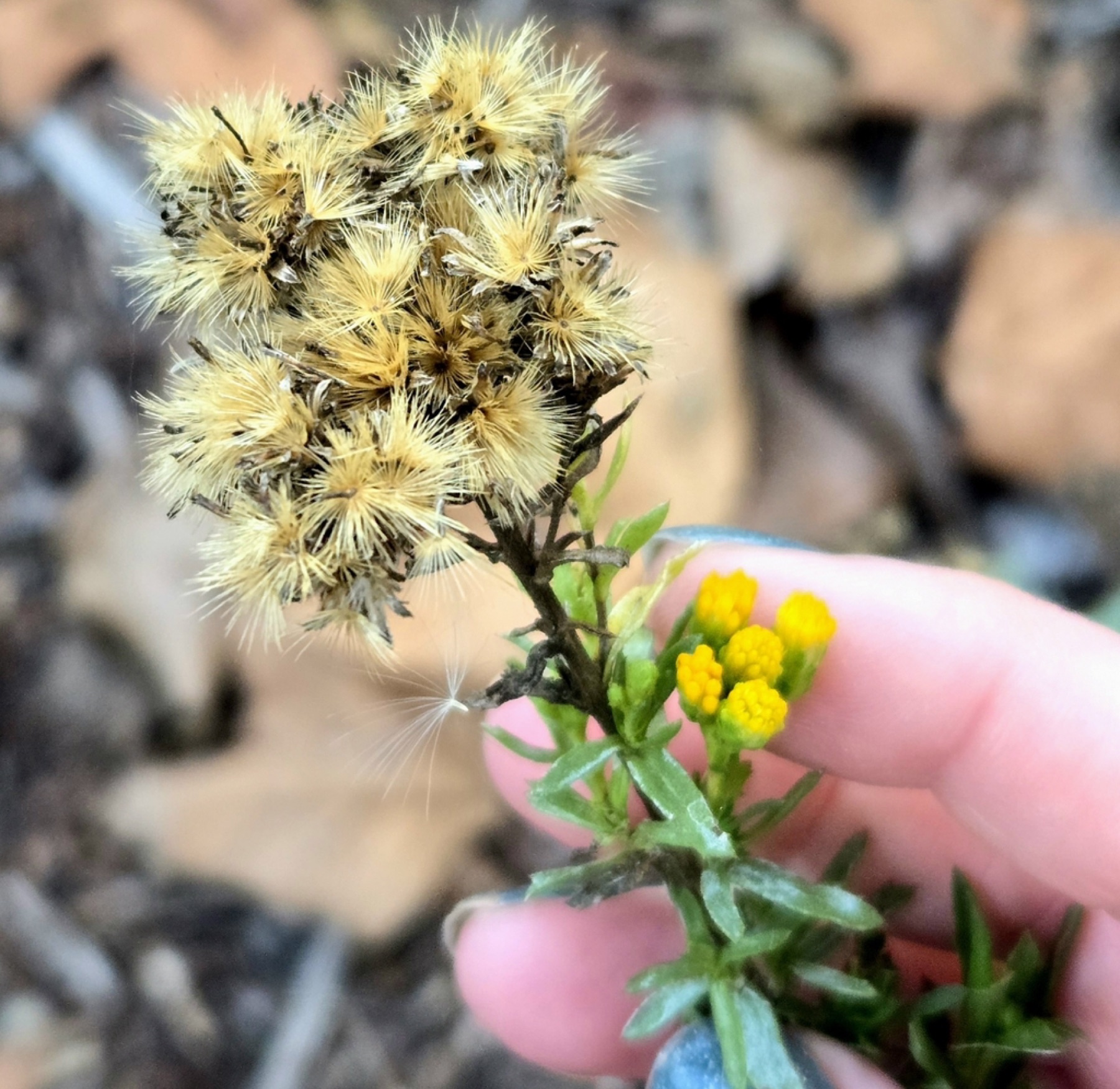 Coastal Goldenbush — photo 12