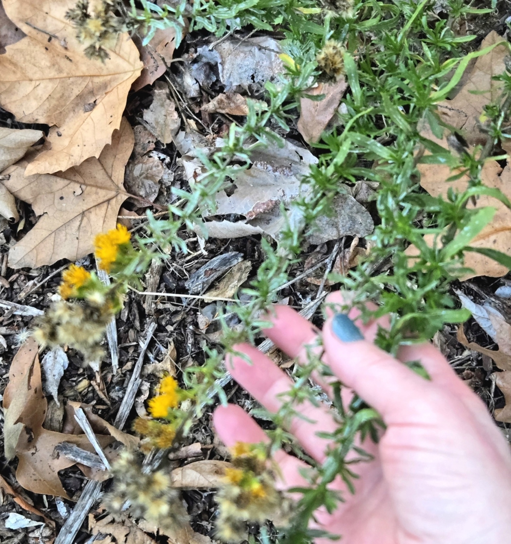 Coastal Goldenbush — photo 13