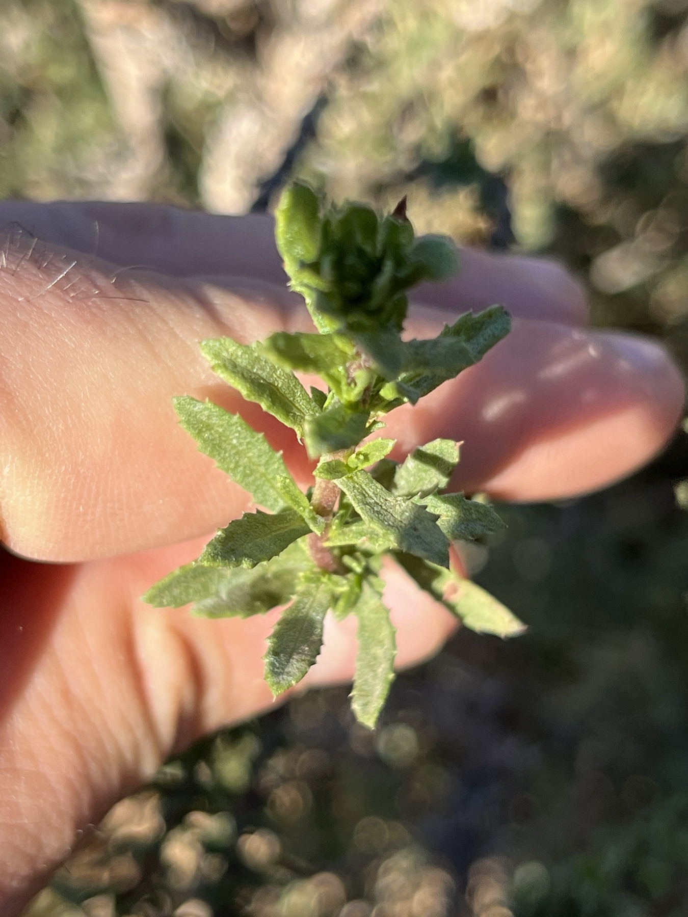 Coastal Goldenbush — photo 15