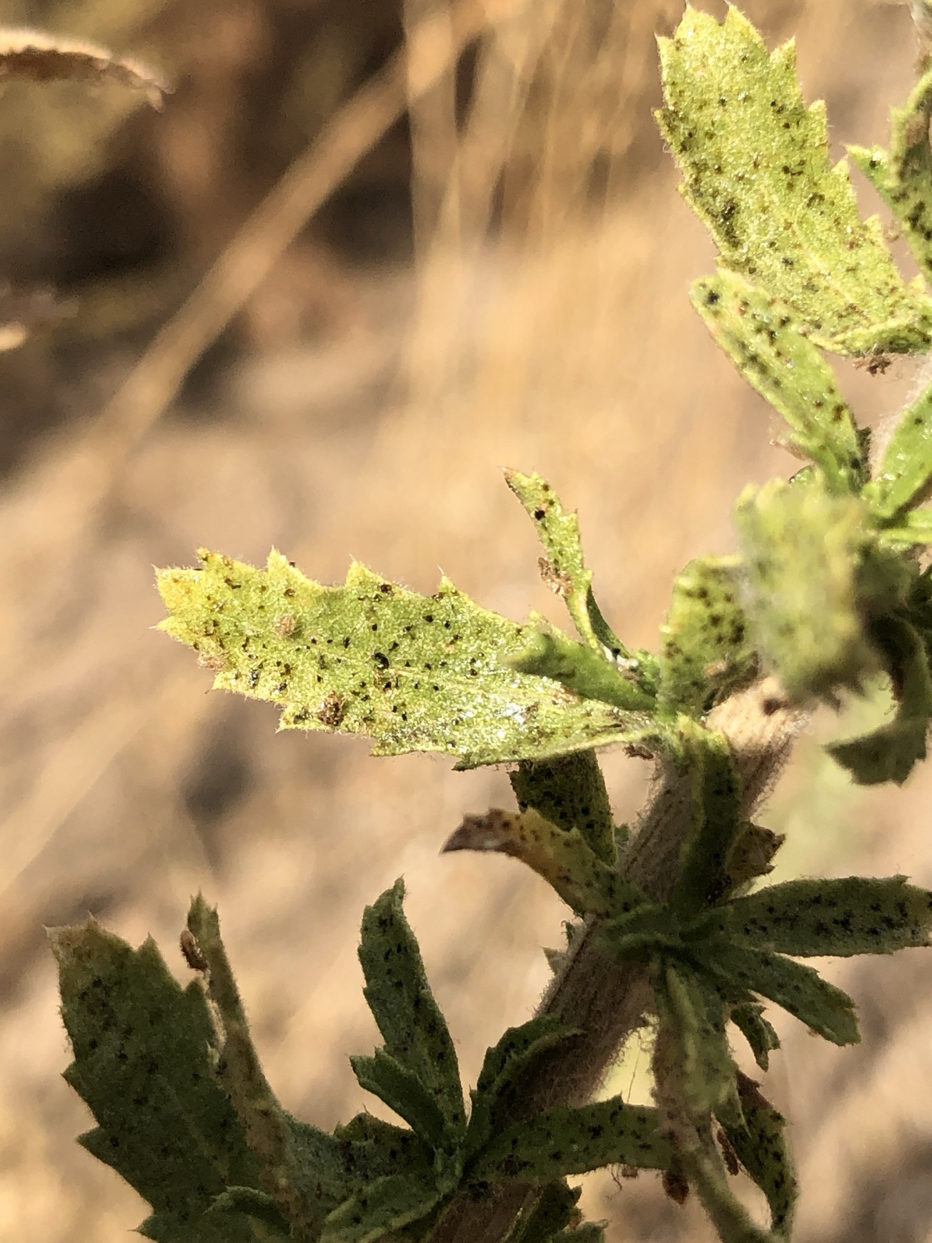 Coastal Goldenbush — photo 16