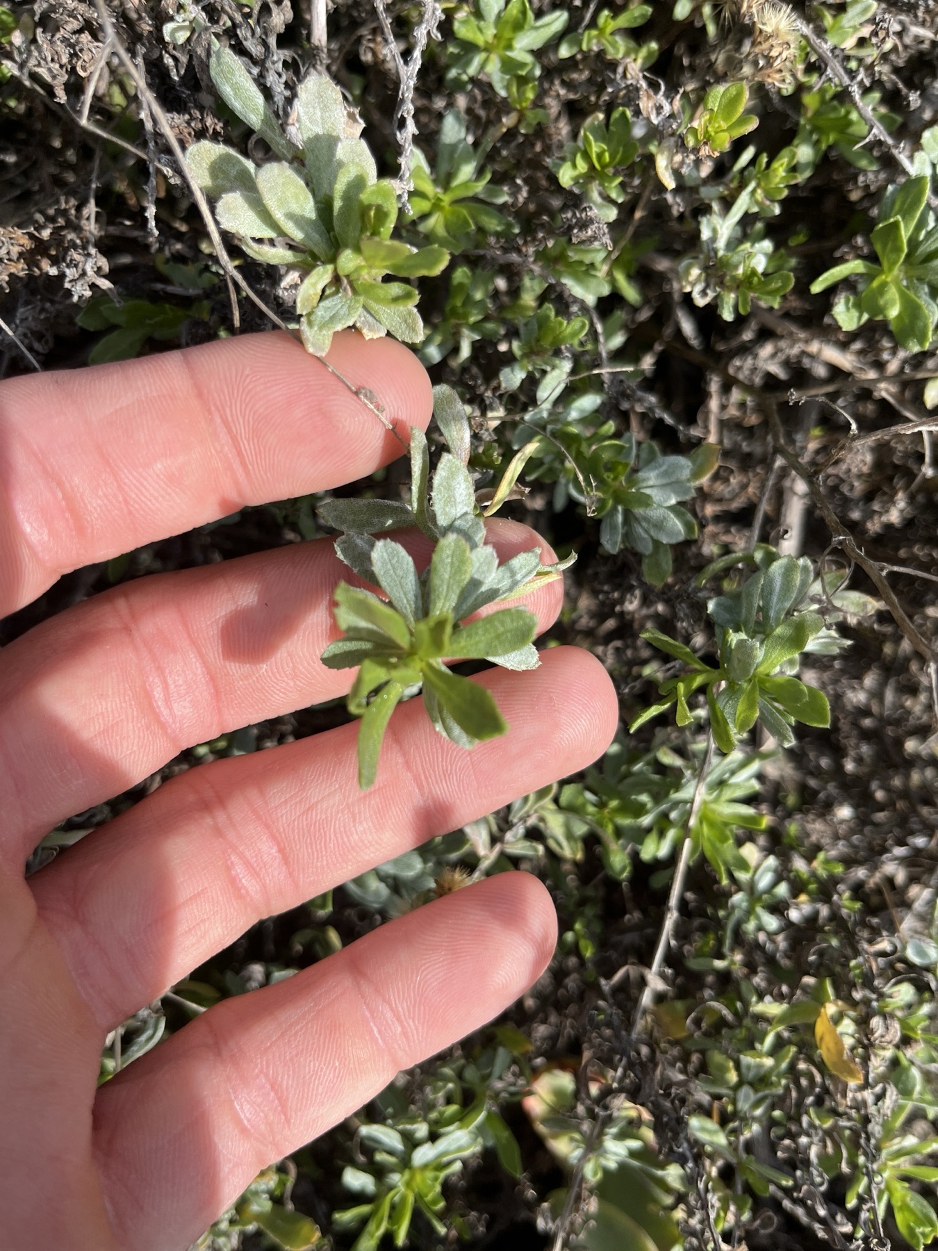 Coastal Goldenbush — photo 17