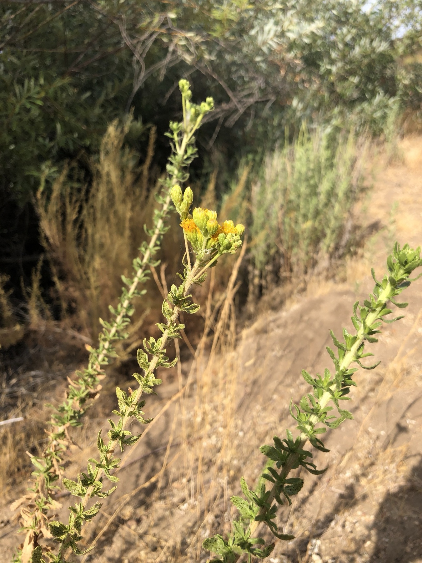Coastal Goldenbush — photo 18