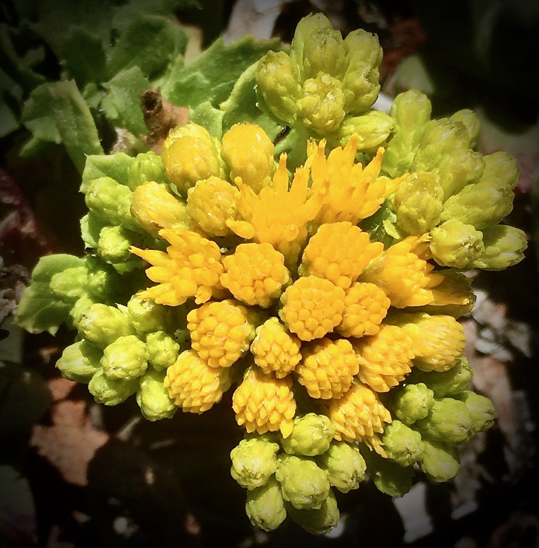 Coastal Goldenbush — photo 19