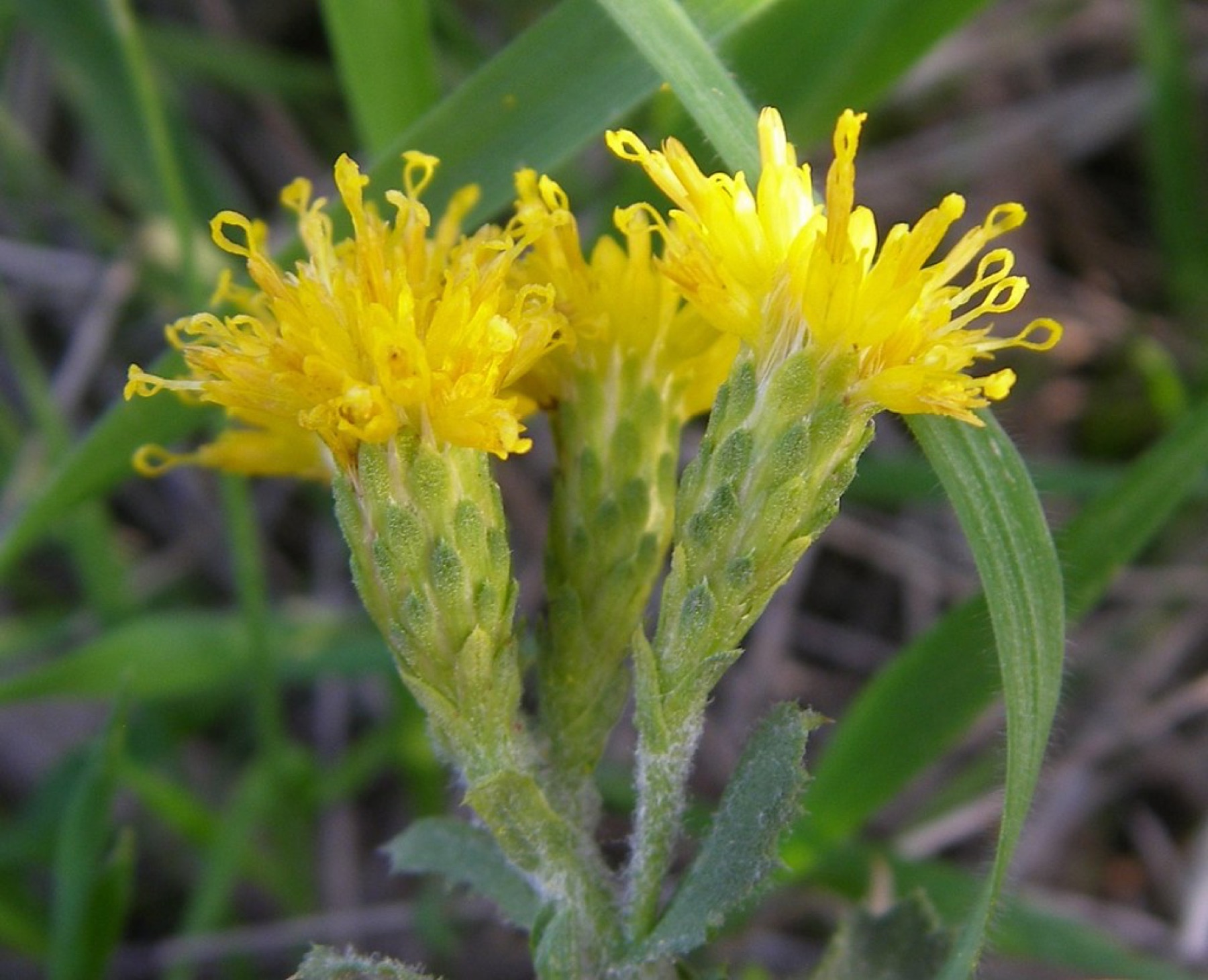Coastal Goldenbush — photo 20